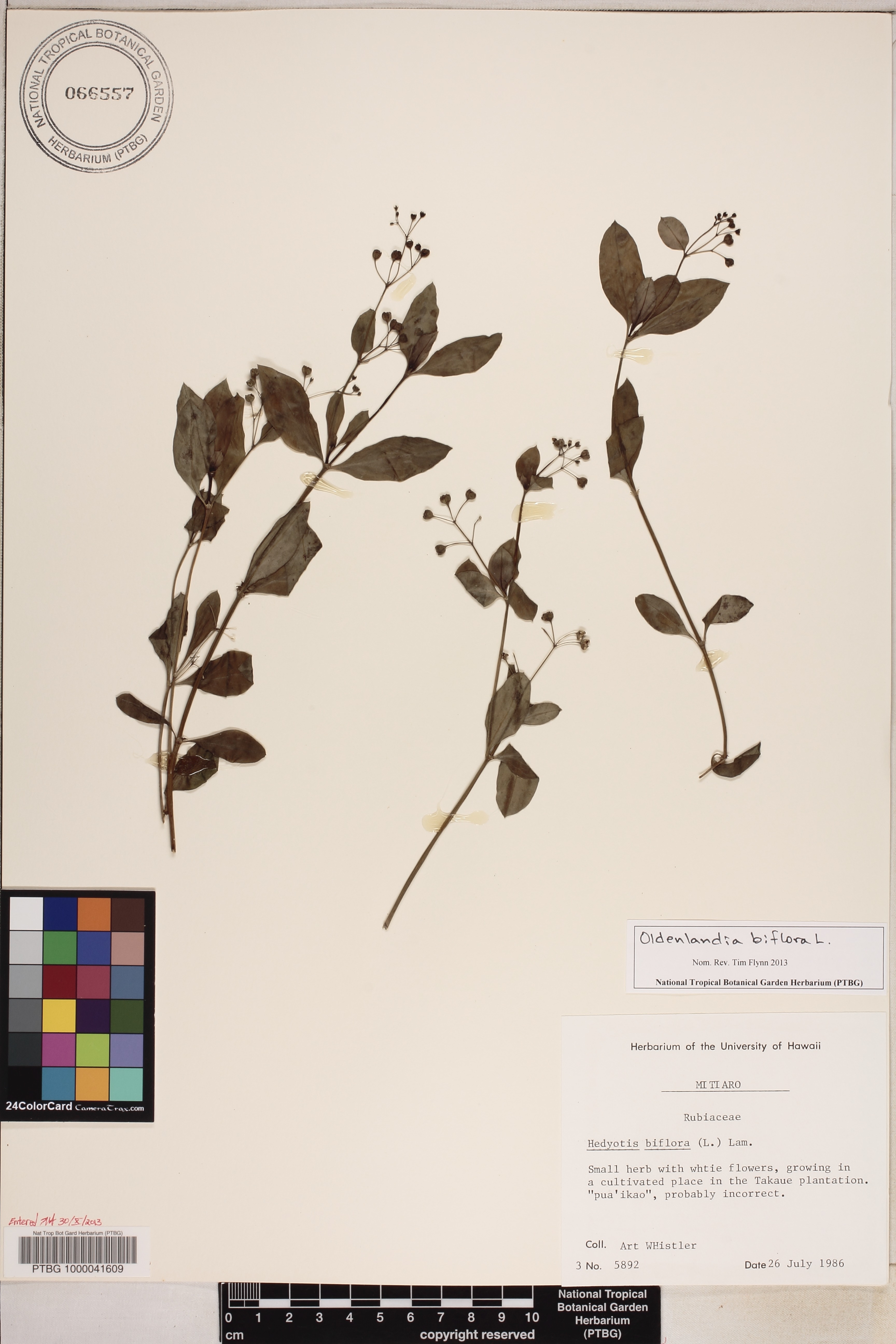 Oldenlandia biflora image