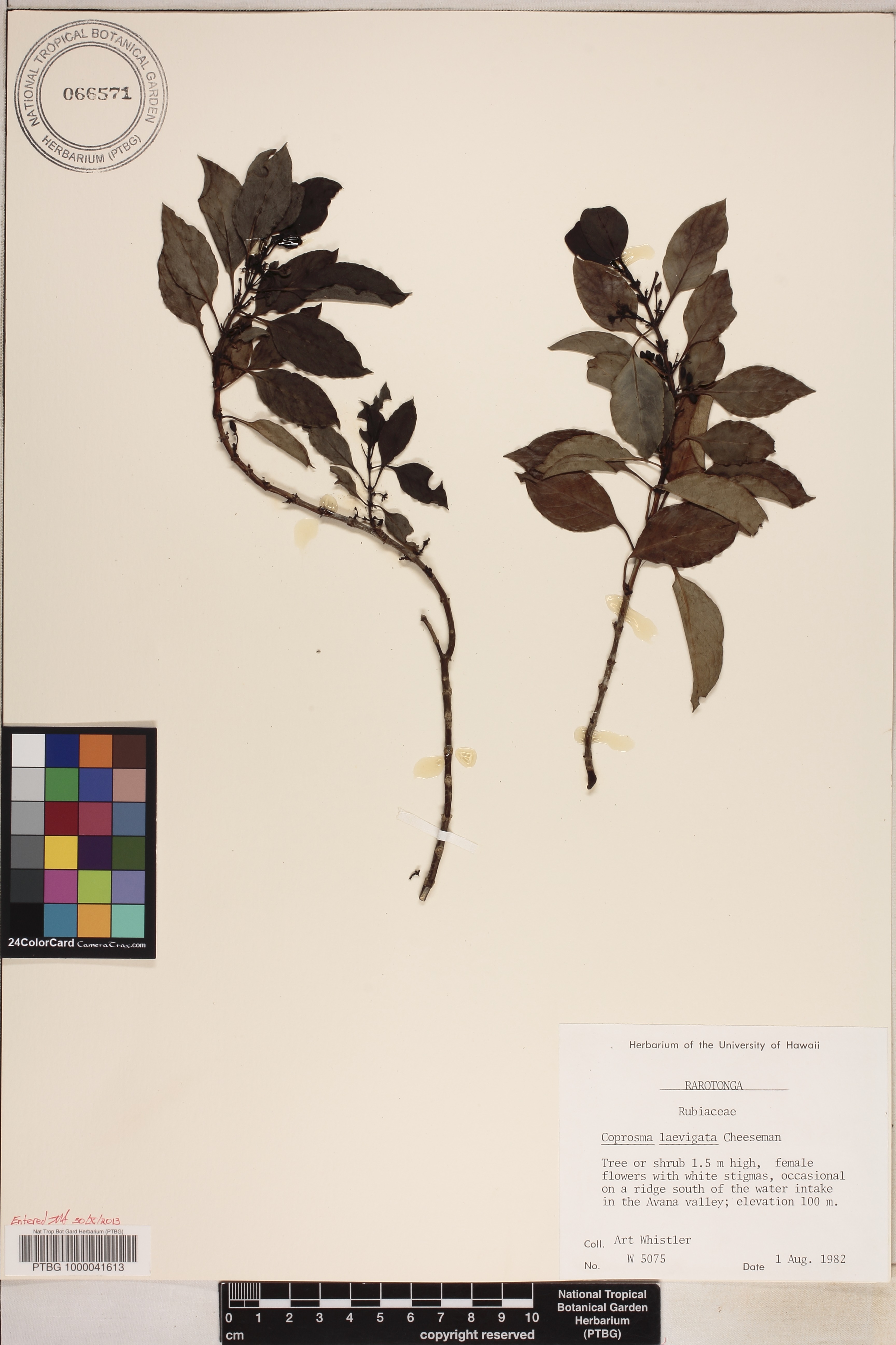 Coprosma laevigata image