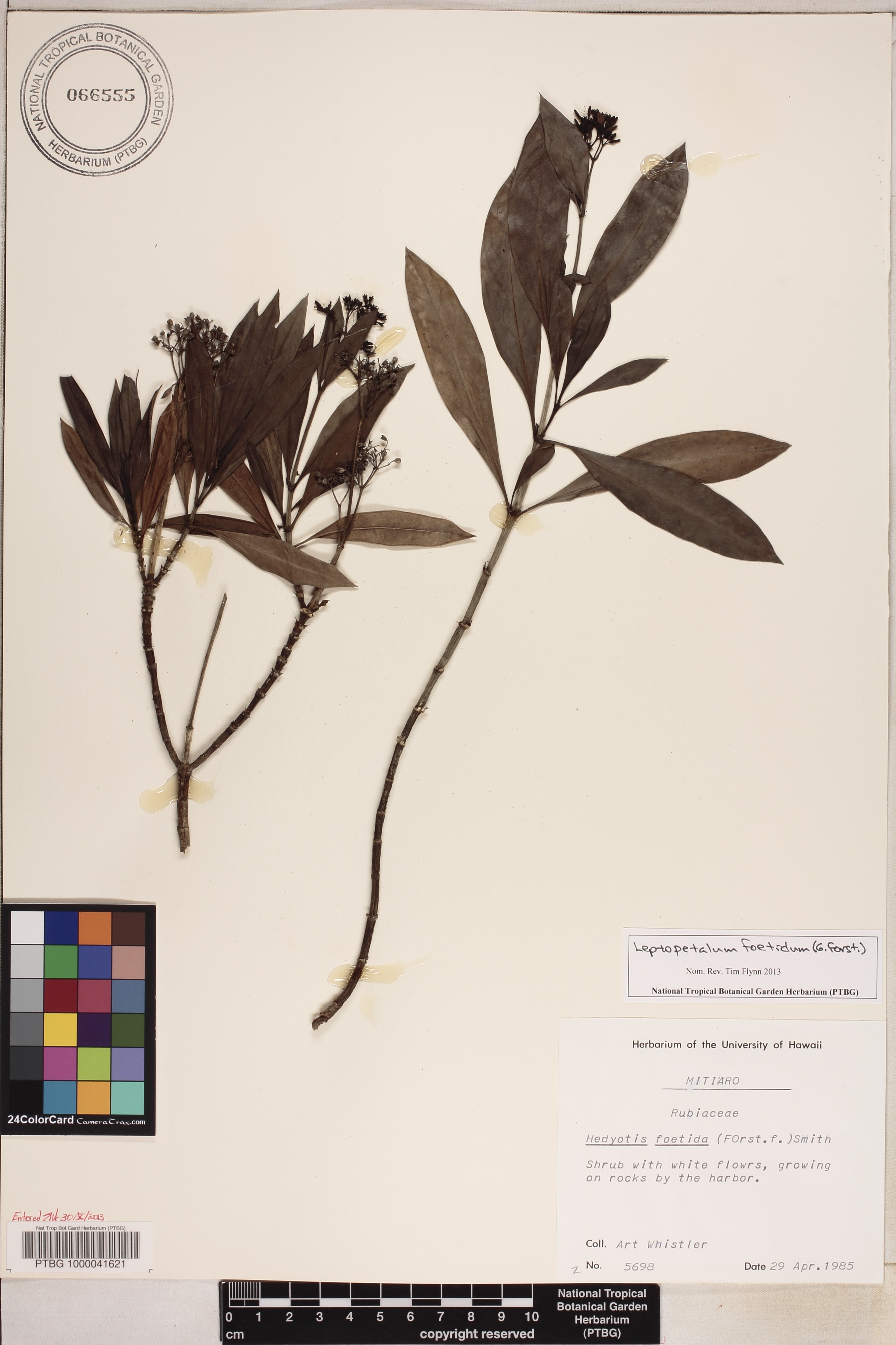 Leptopetalum foetidum image