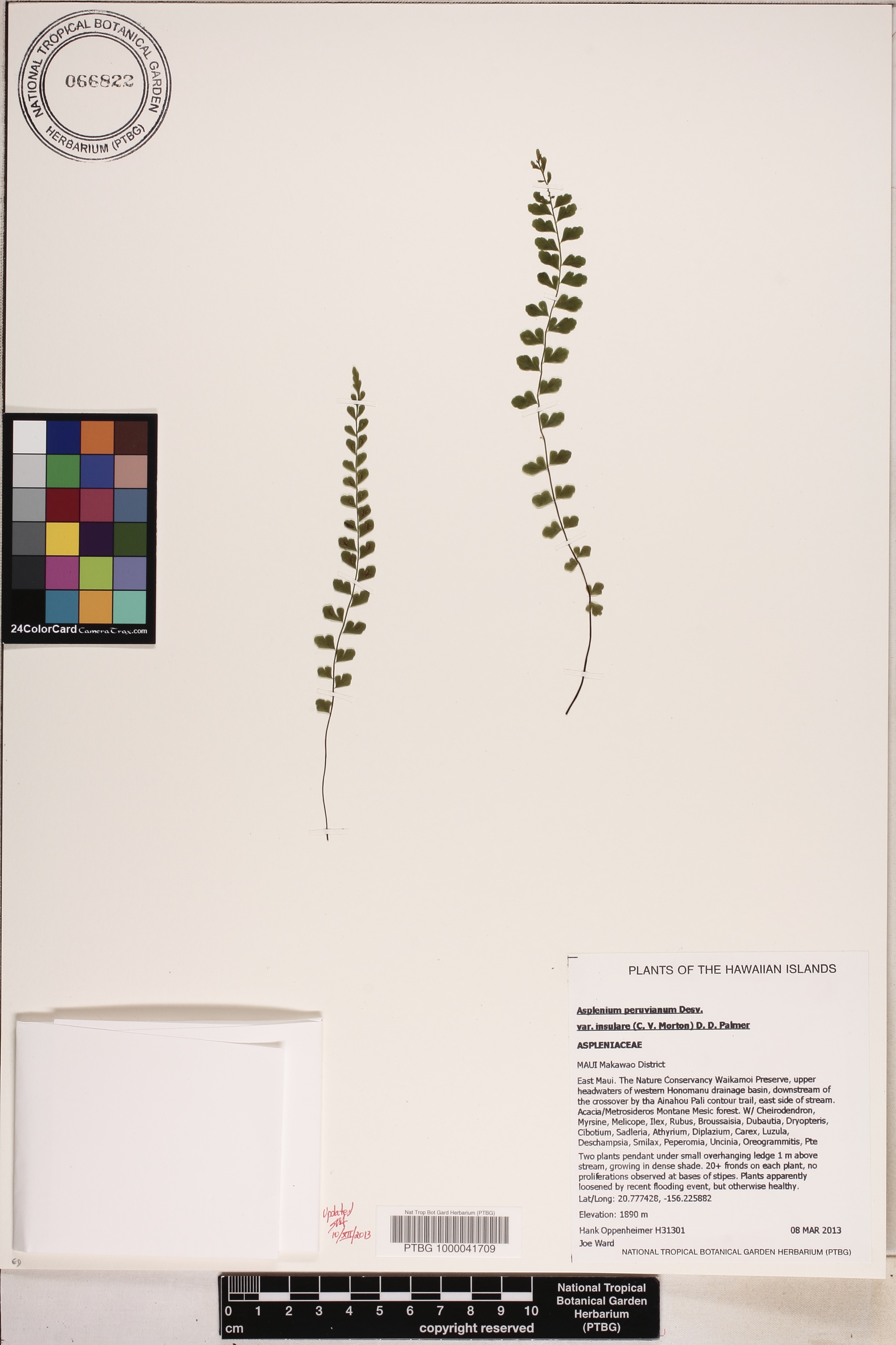 Asplenium peruvianum var. insulare image