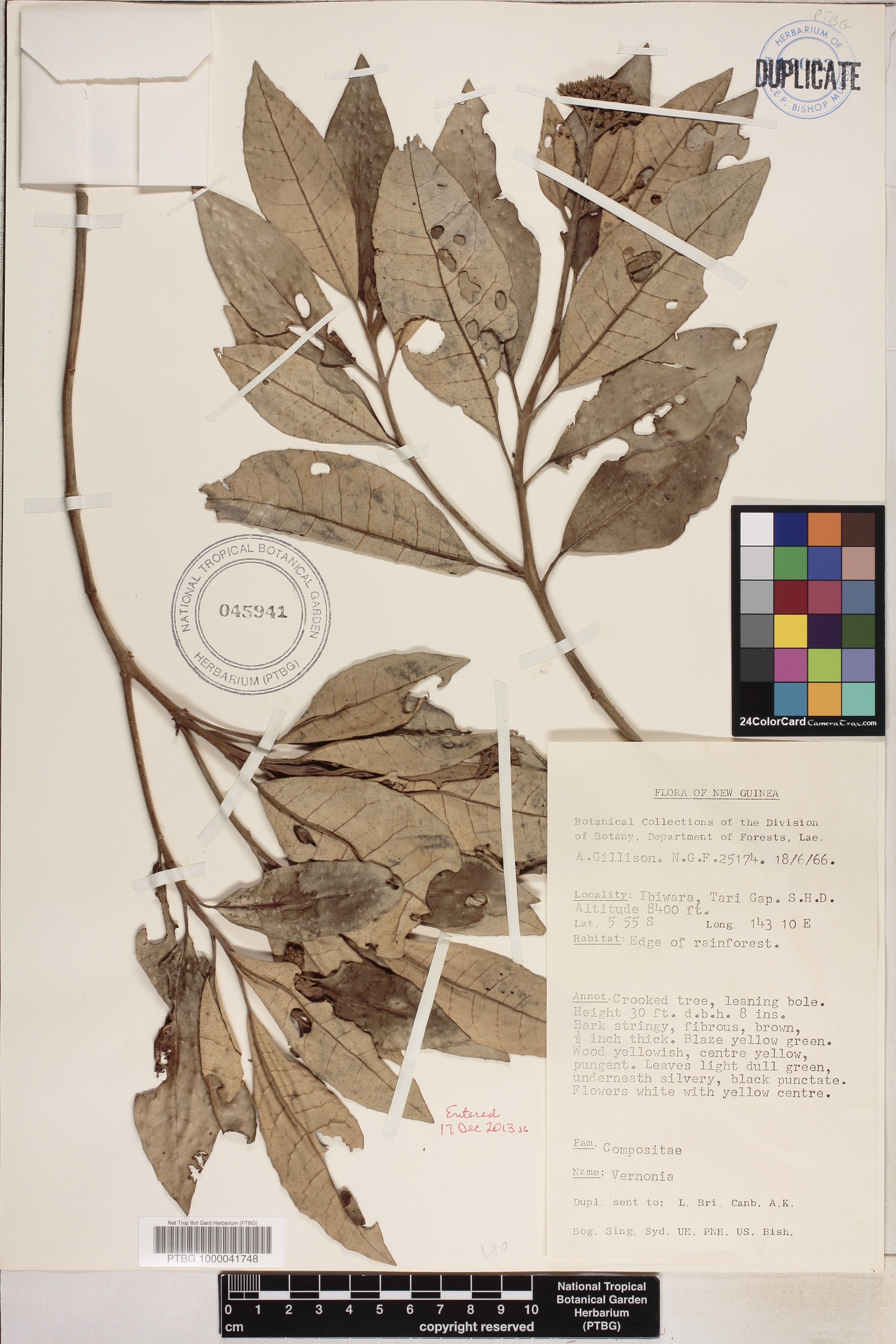 Vernonia image