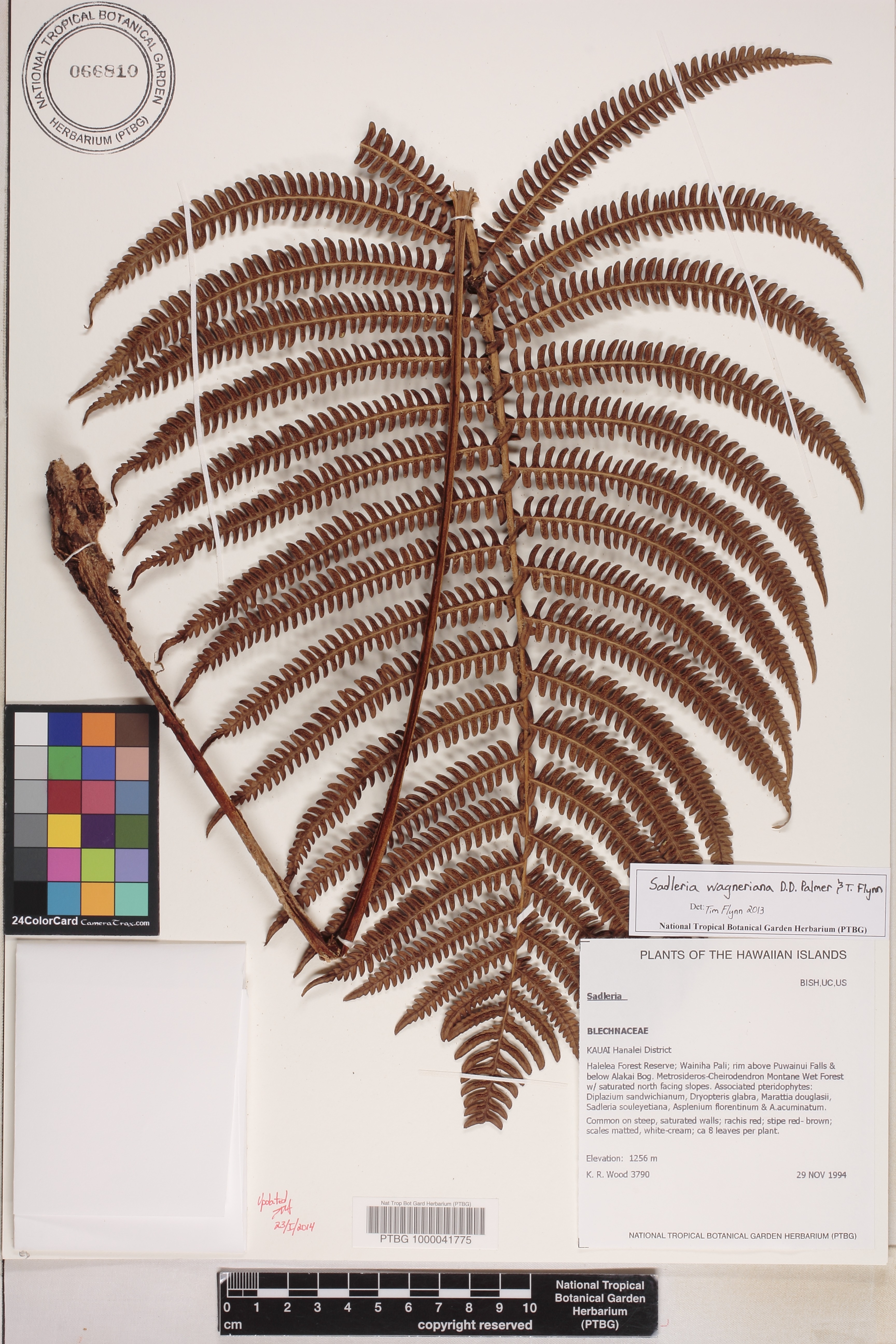 Sadleria wagneriana image