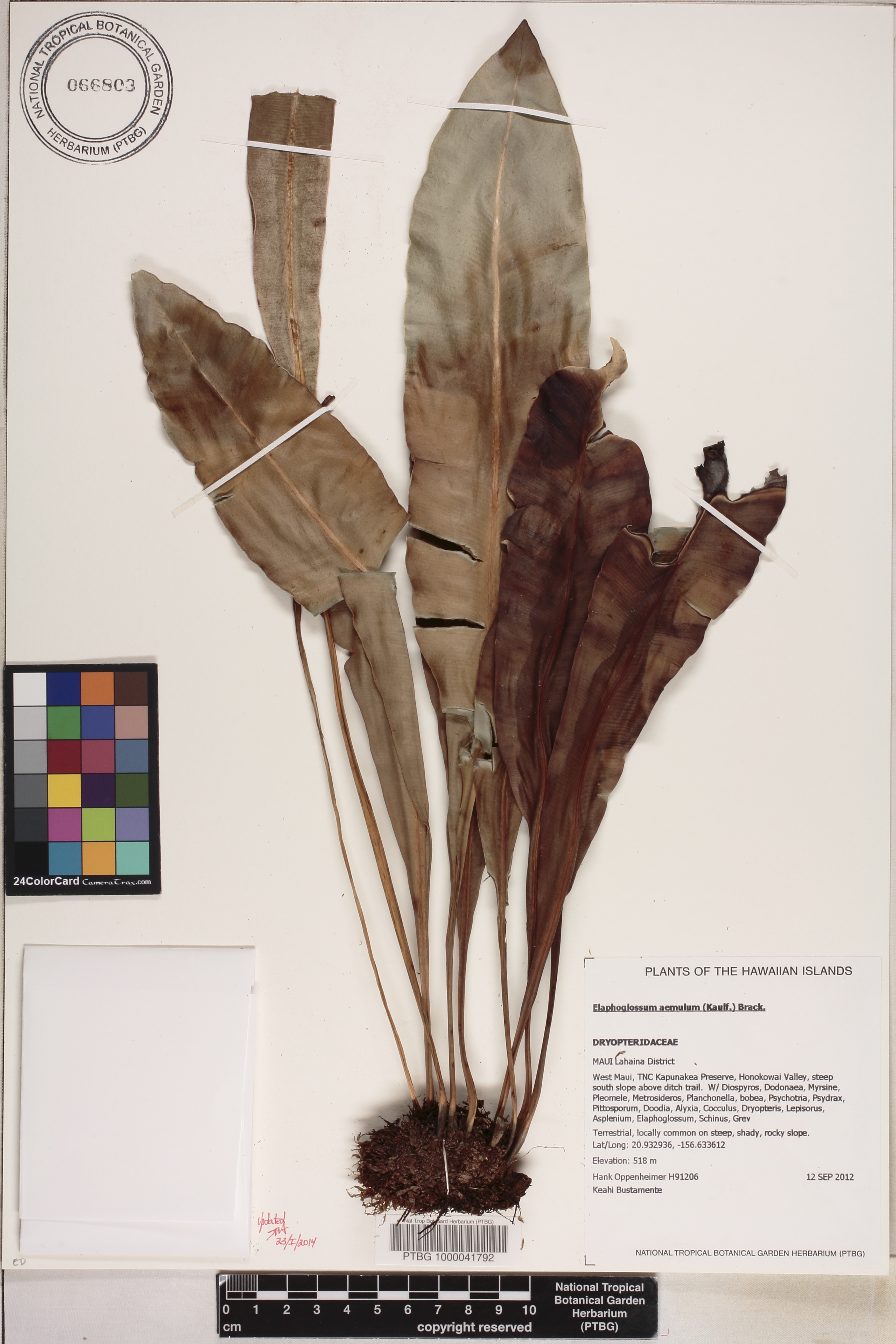 Elaphoglossum aemulum image