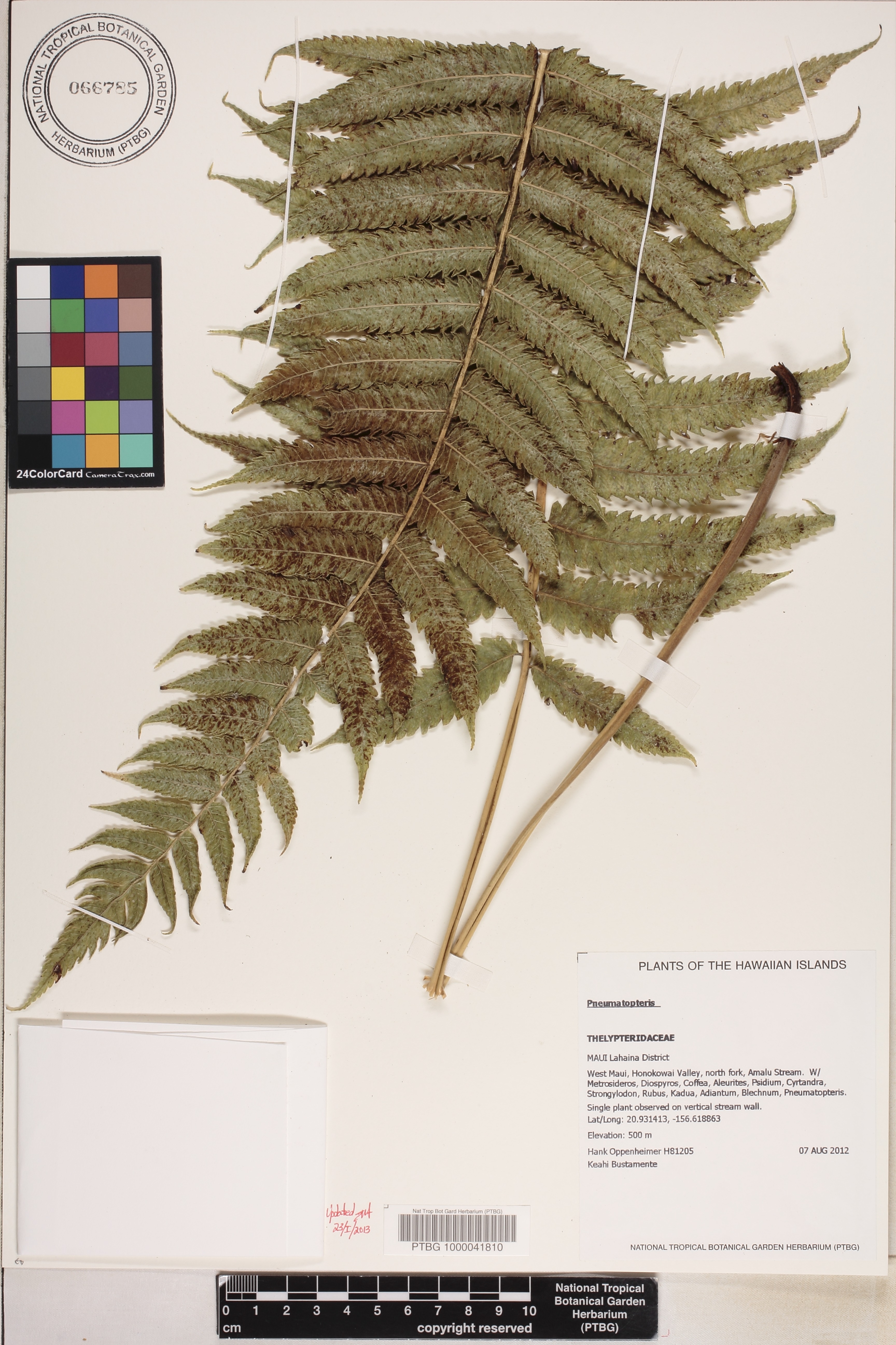 Cyclosorus image