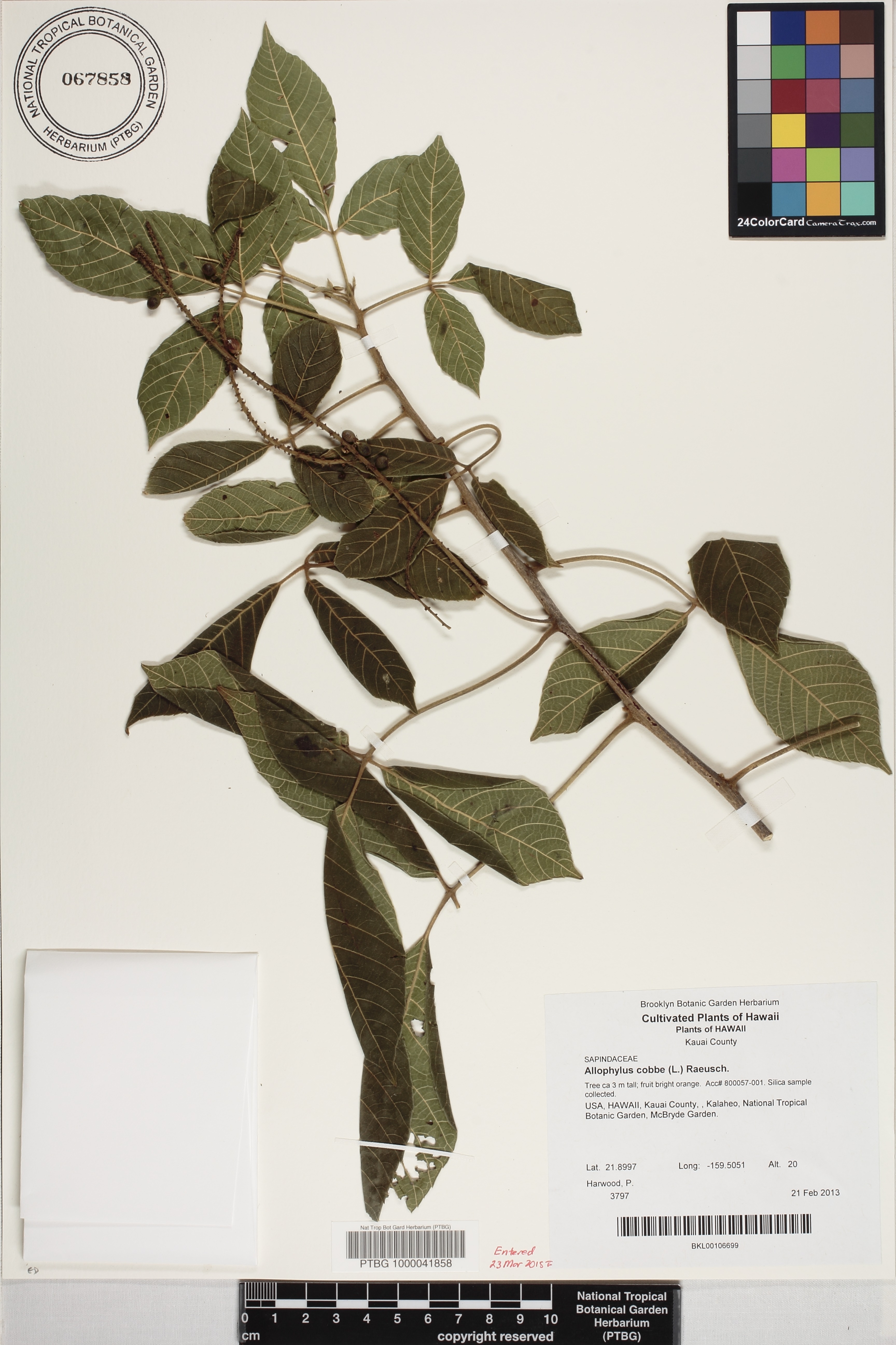 Allophylus cobbe image
