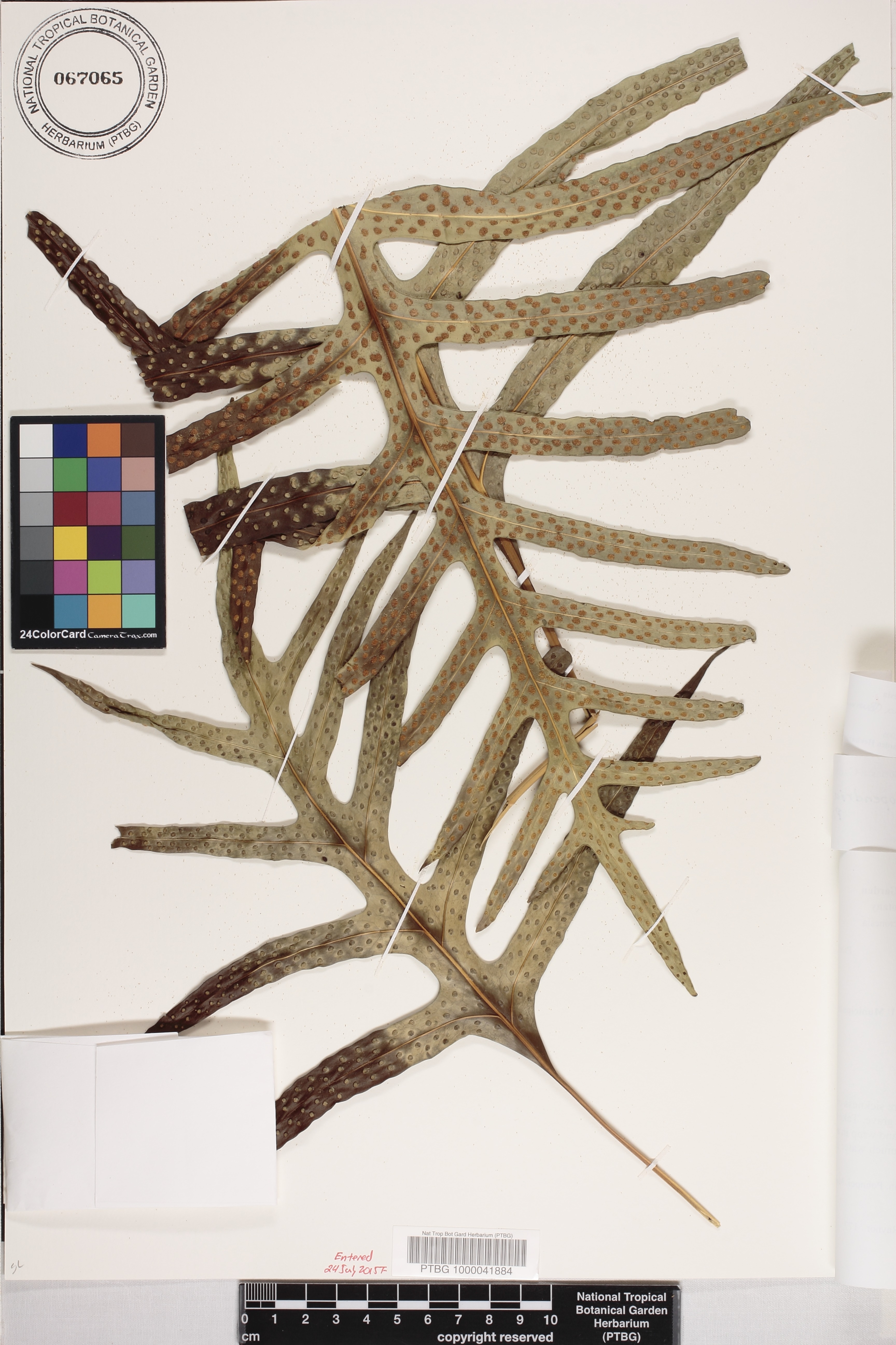 Phymatosorus scolopendria image