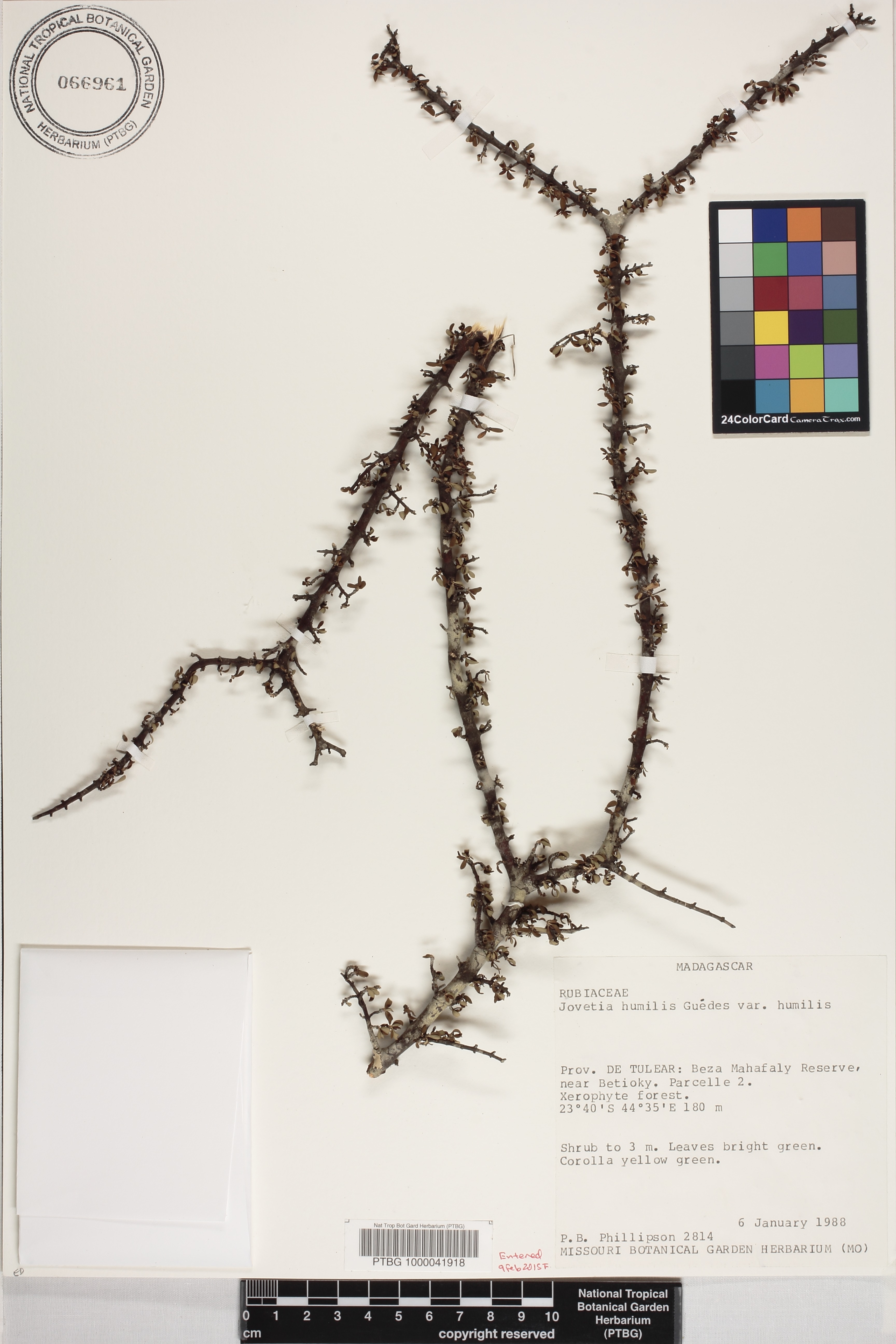 Jovetia humilis image