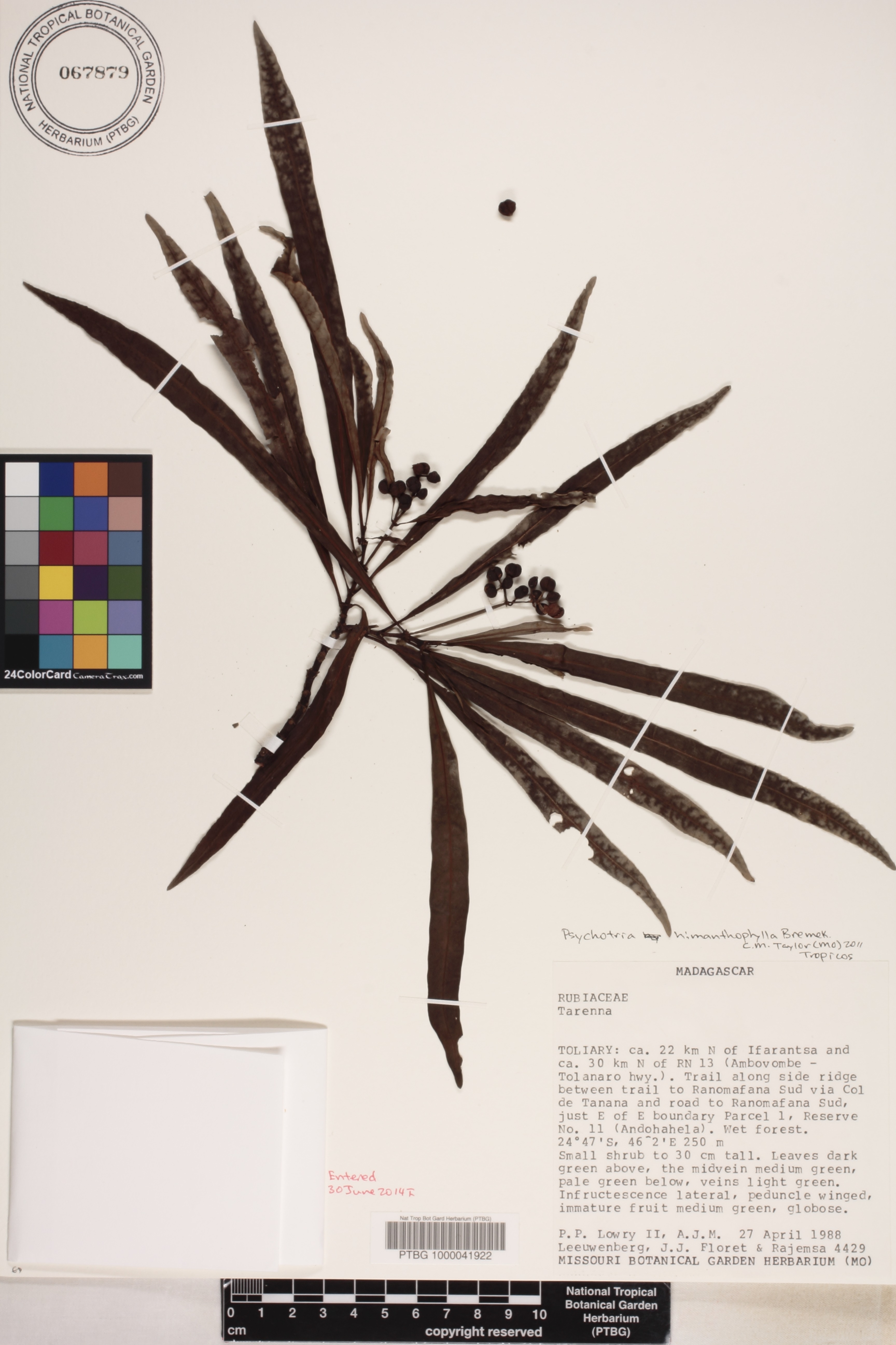 Psychotria himanthophylla image