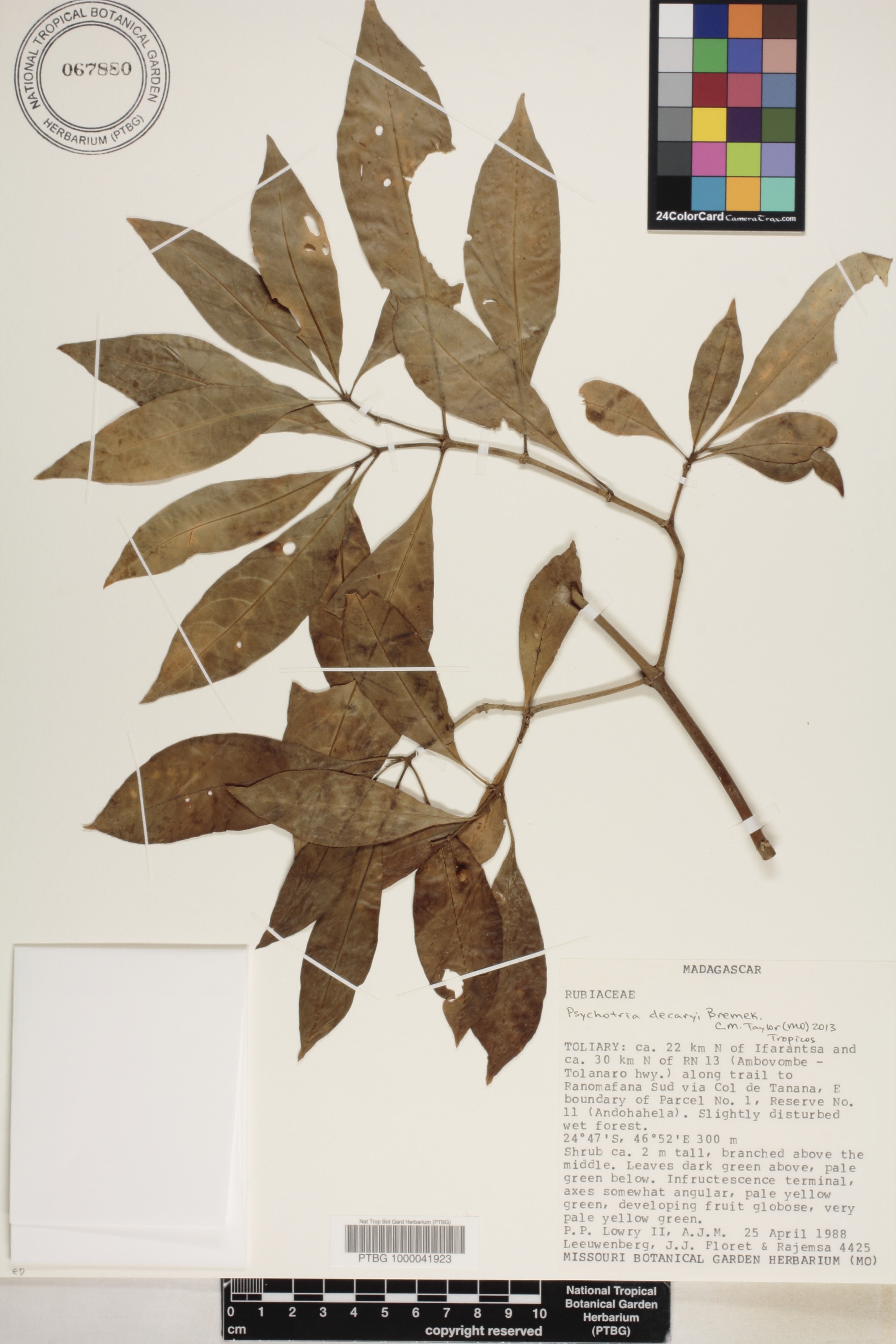 Psychotria decaryi image
