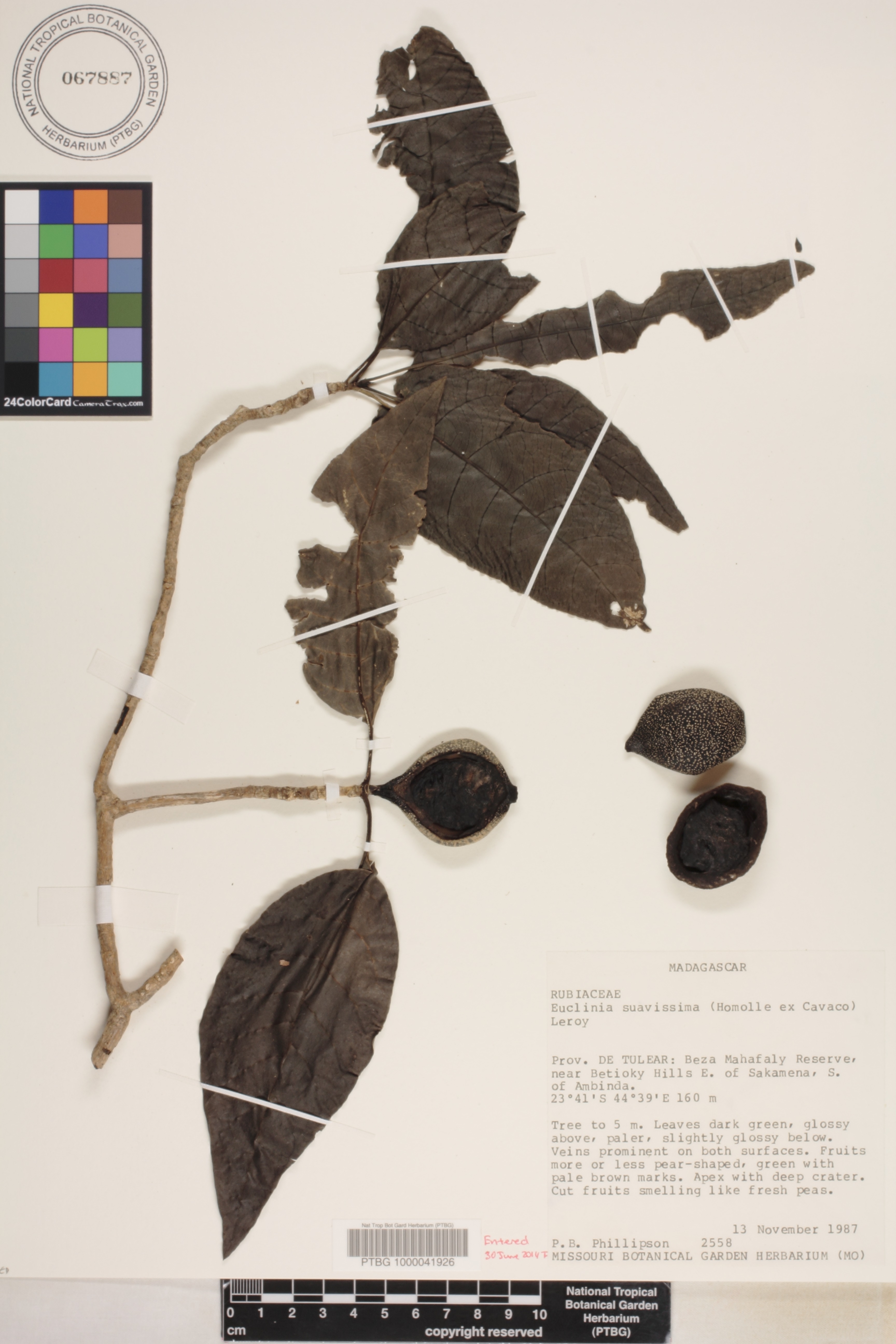 Melanoxerus suavissimus image