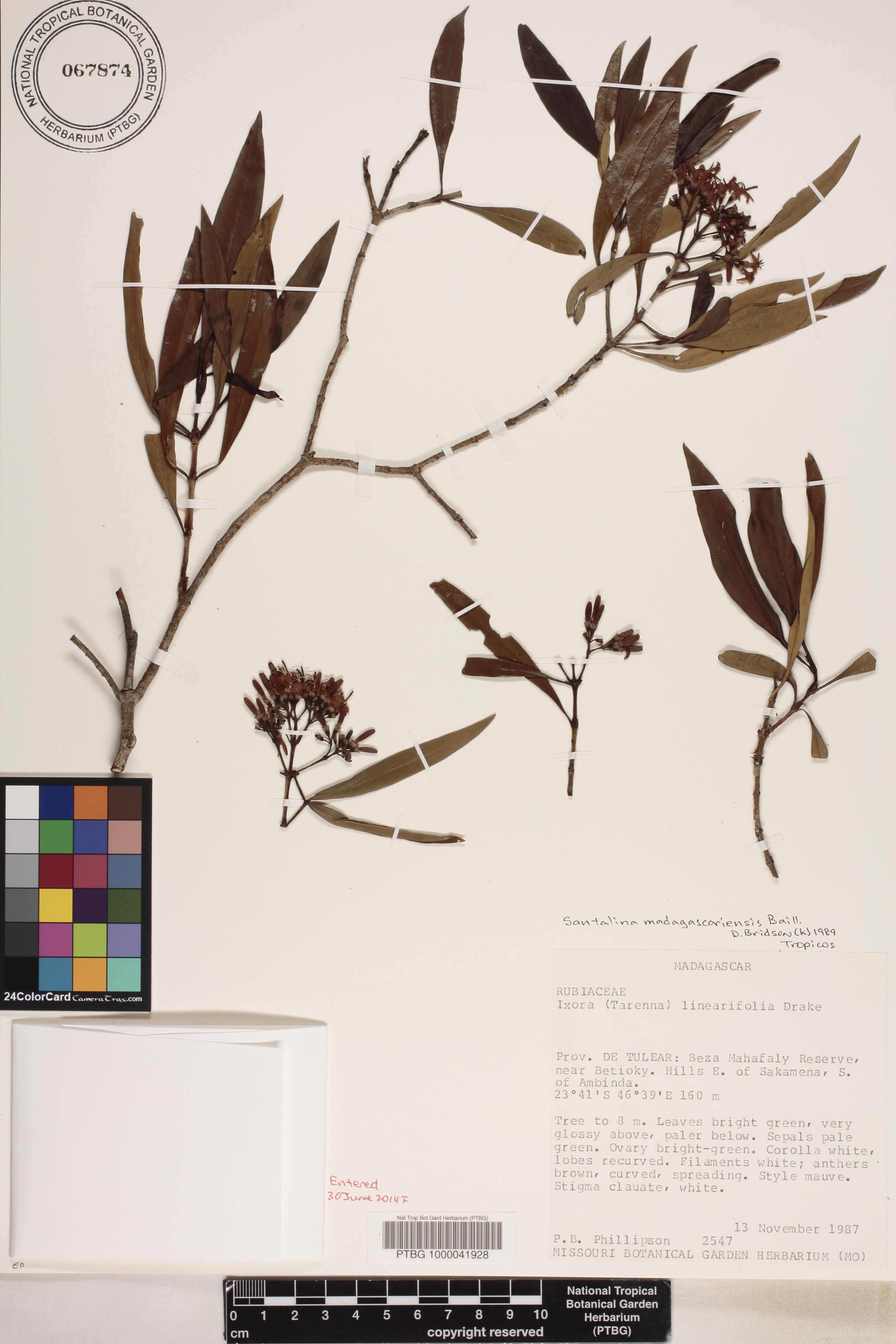 Coptosperma image