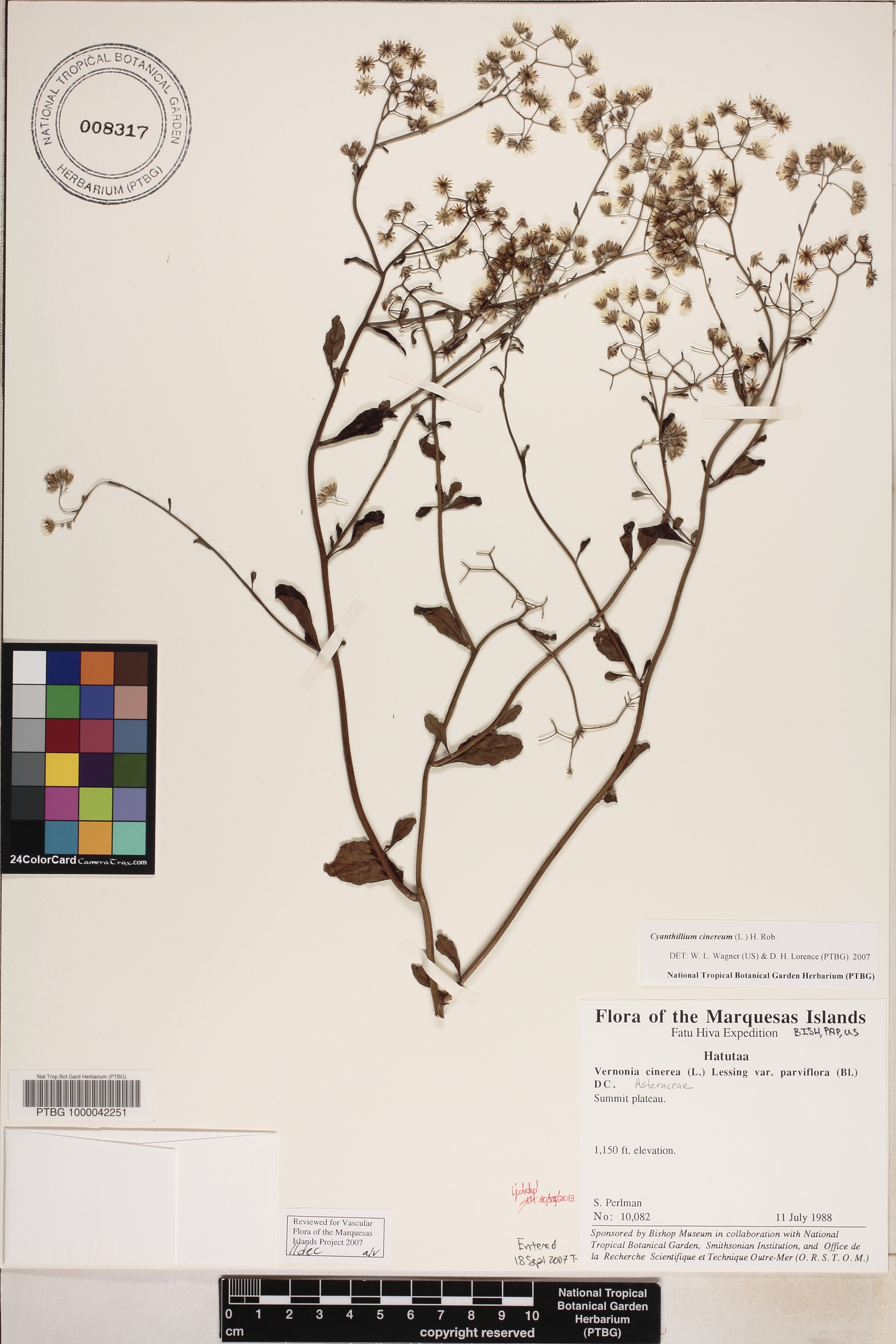 Cyanthillium image