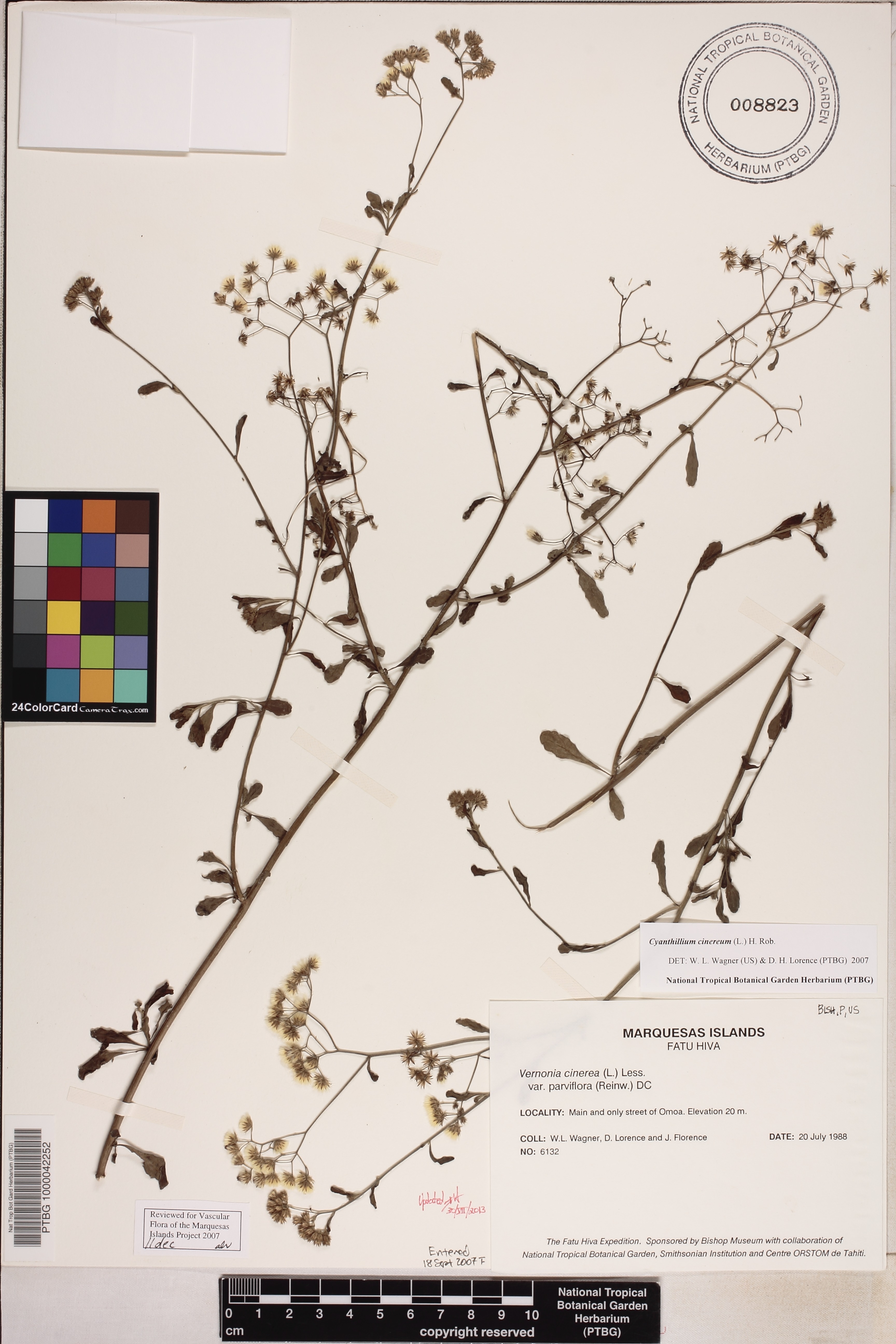 Cyanthillium cinereum image