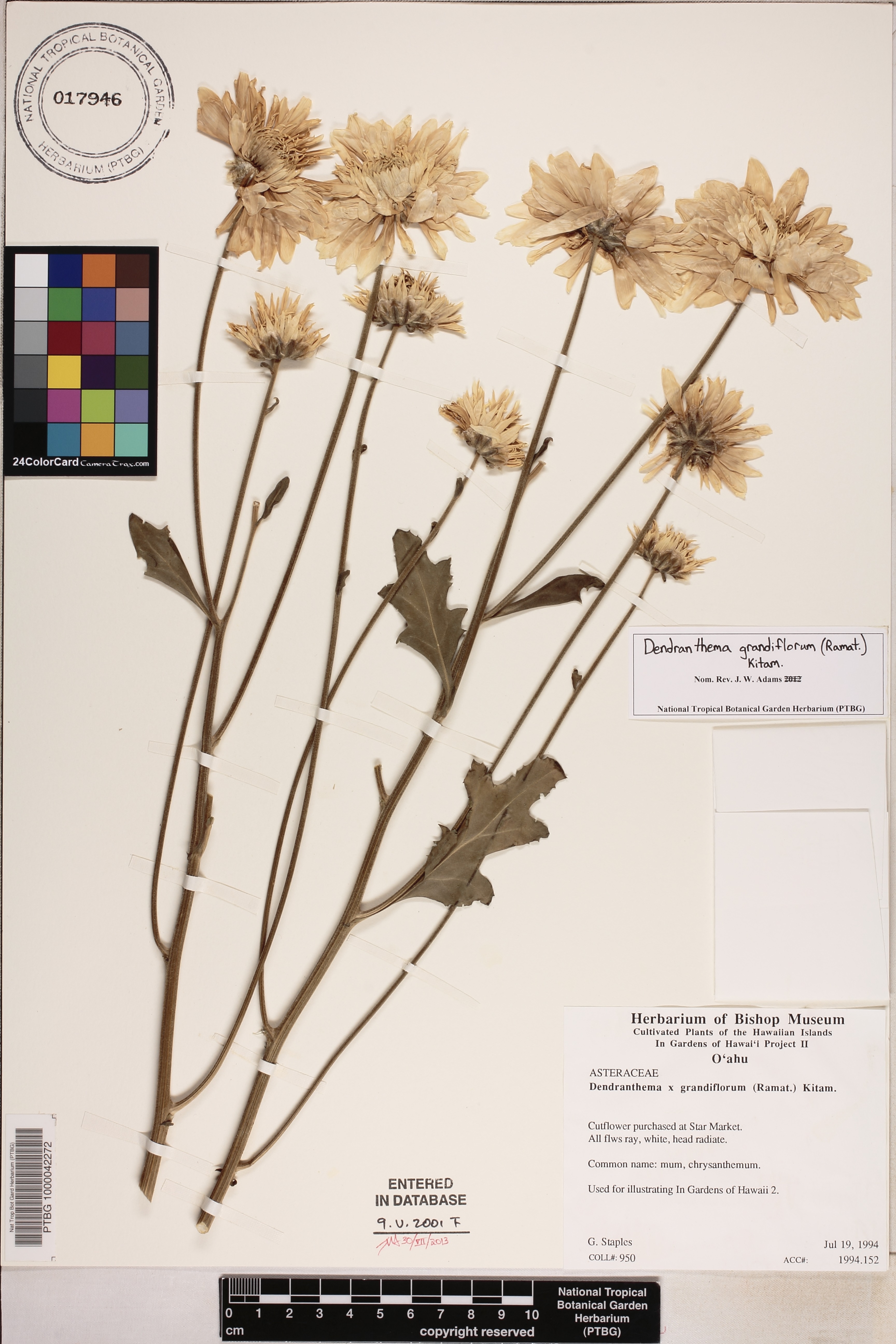 Chrysanthemum X morifolium image