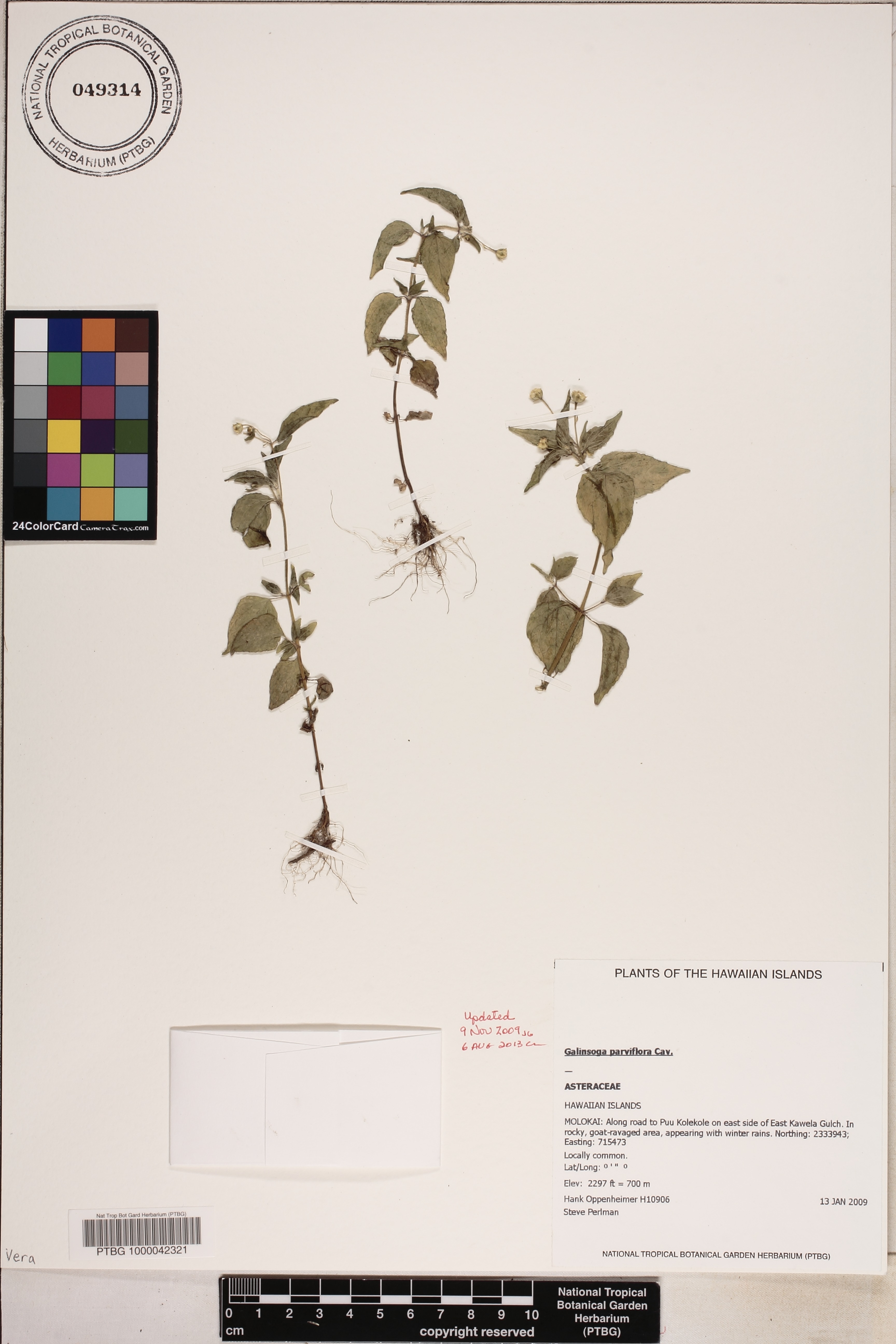Galinsoga parviflora image