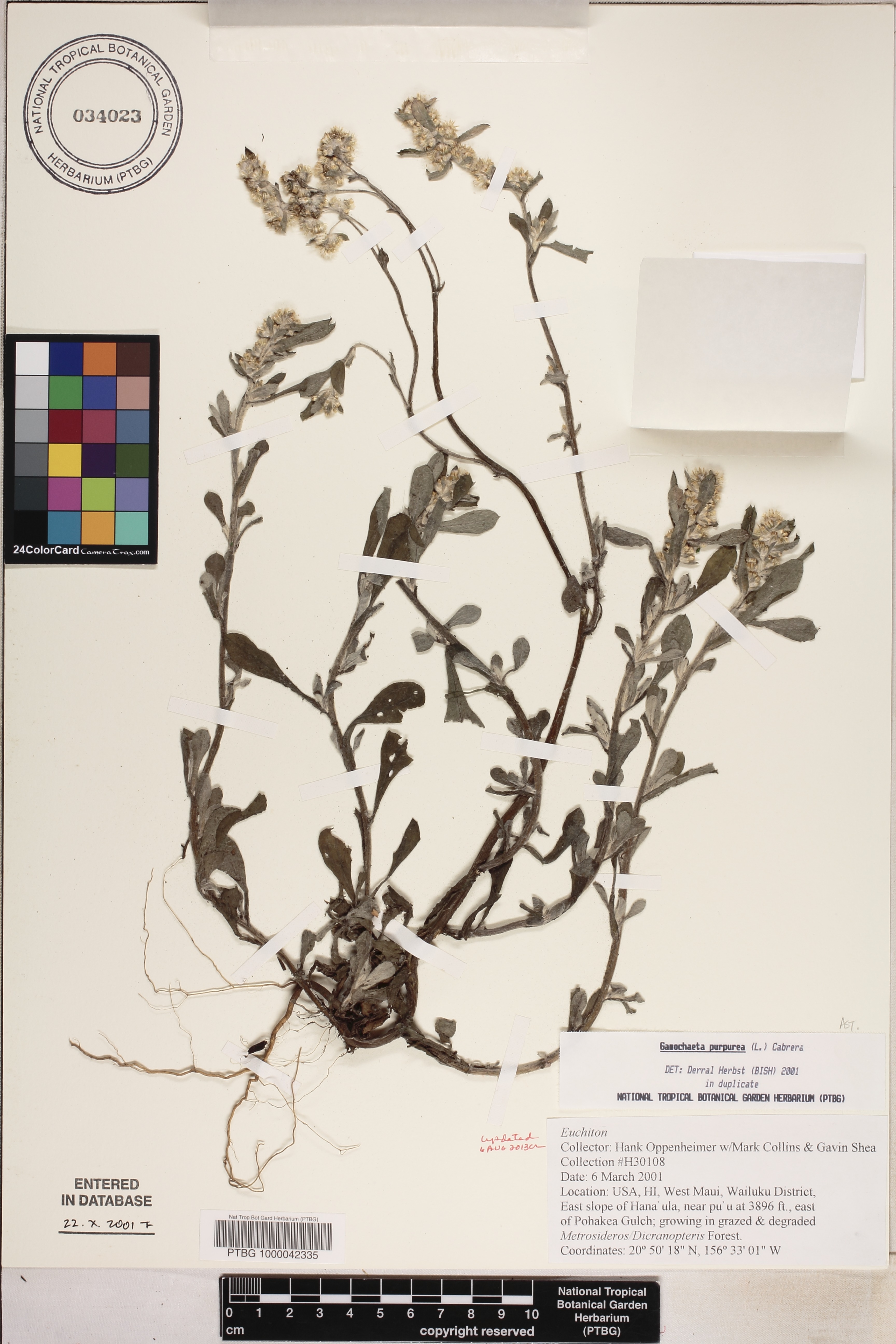 Gamochaeta purpurea image