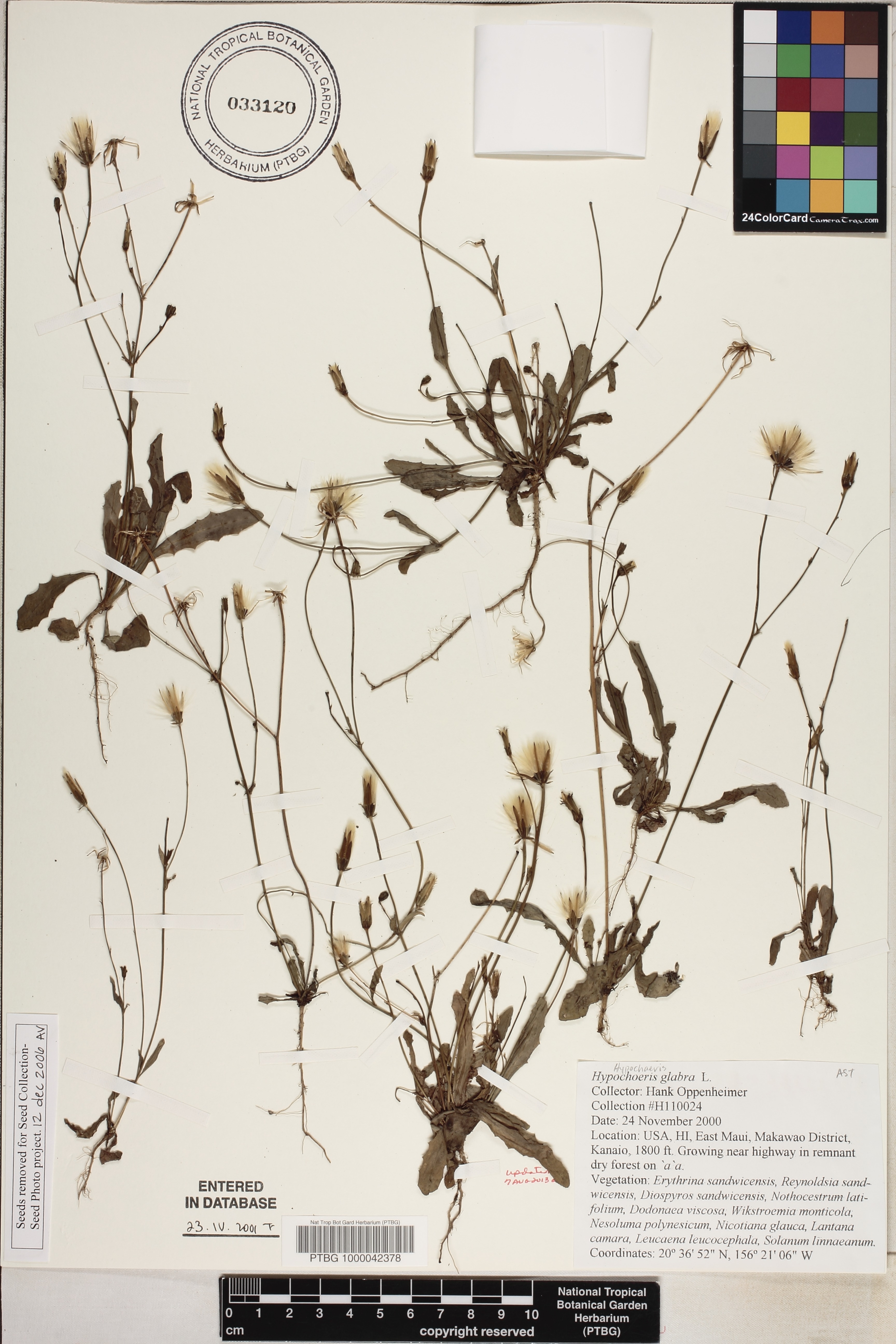 Hypochaeris glabra image