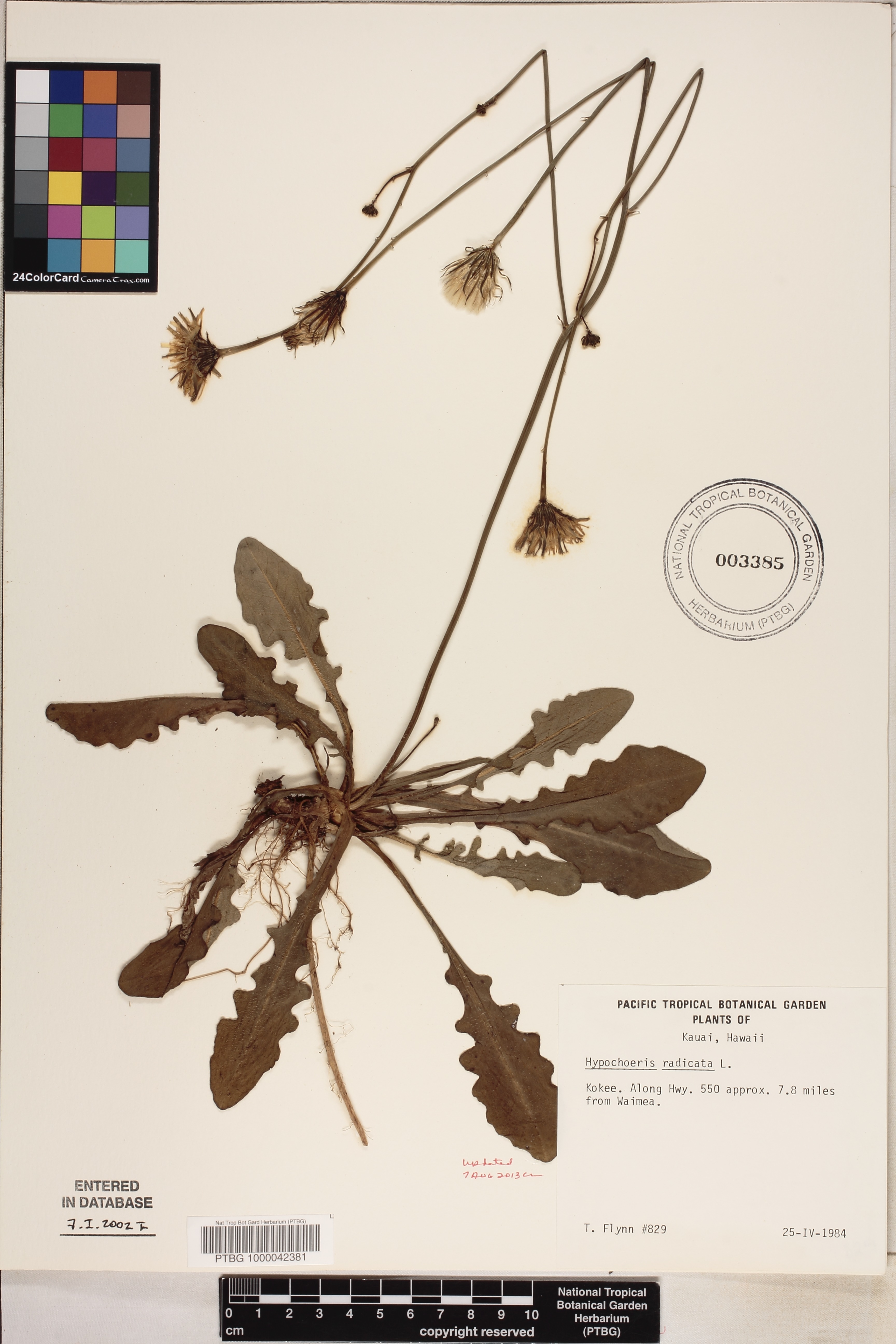 Hypochaeris radicata image