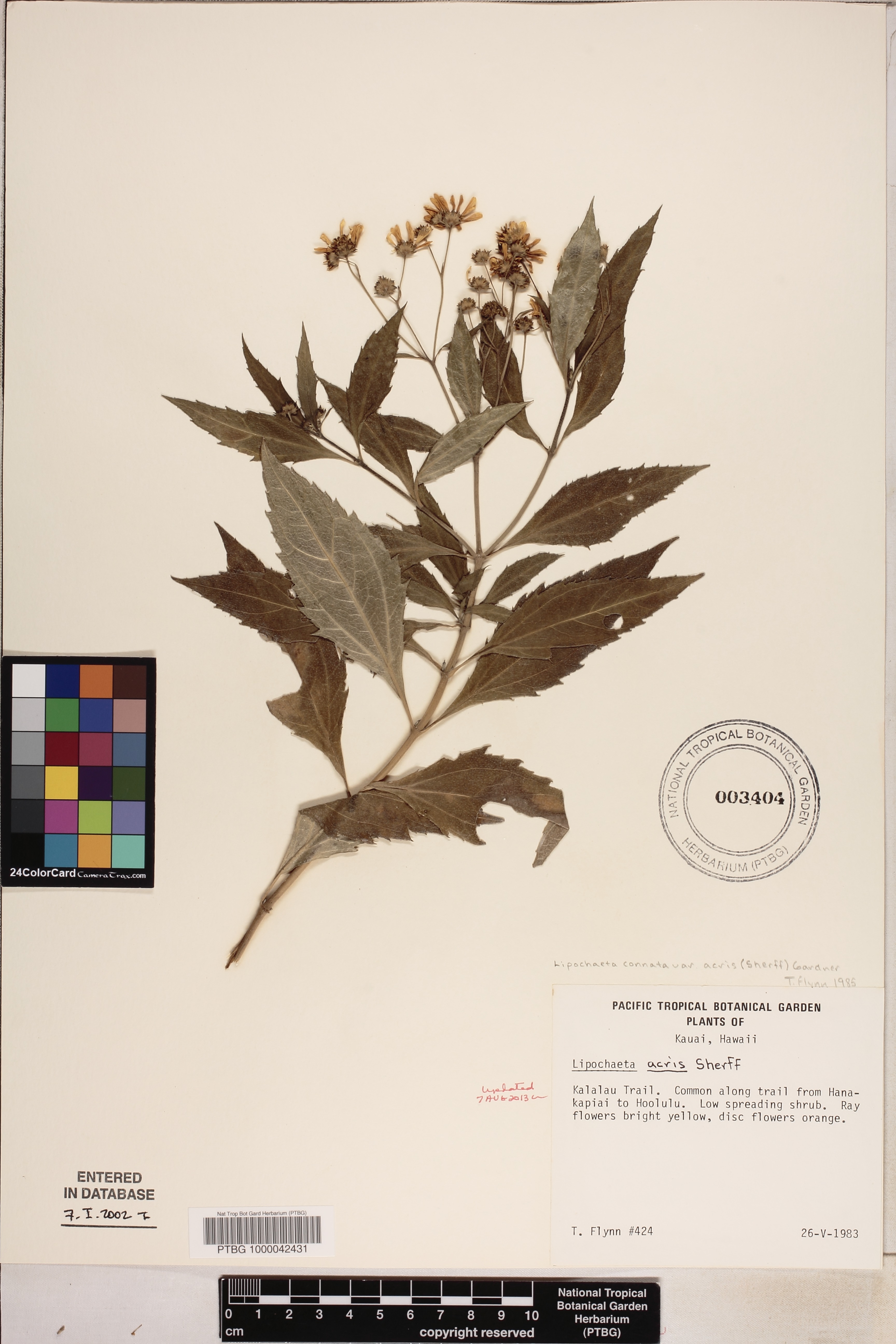 Lipochaeta image