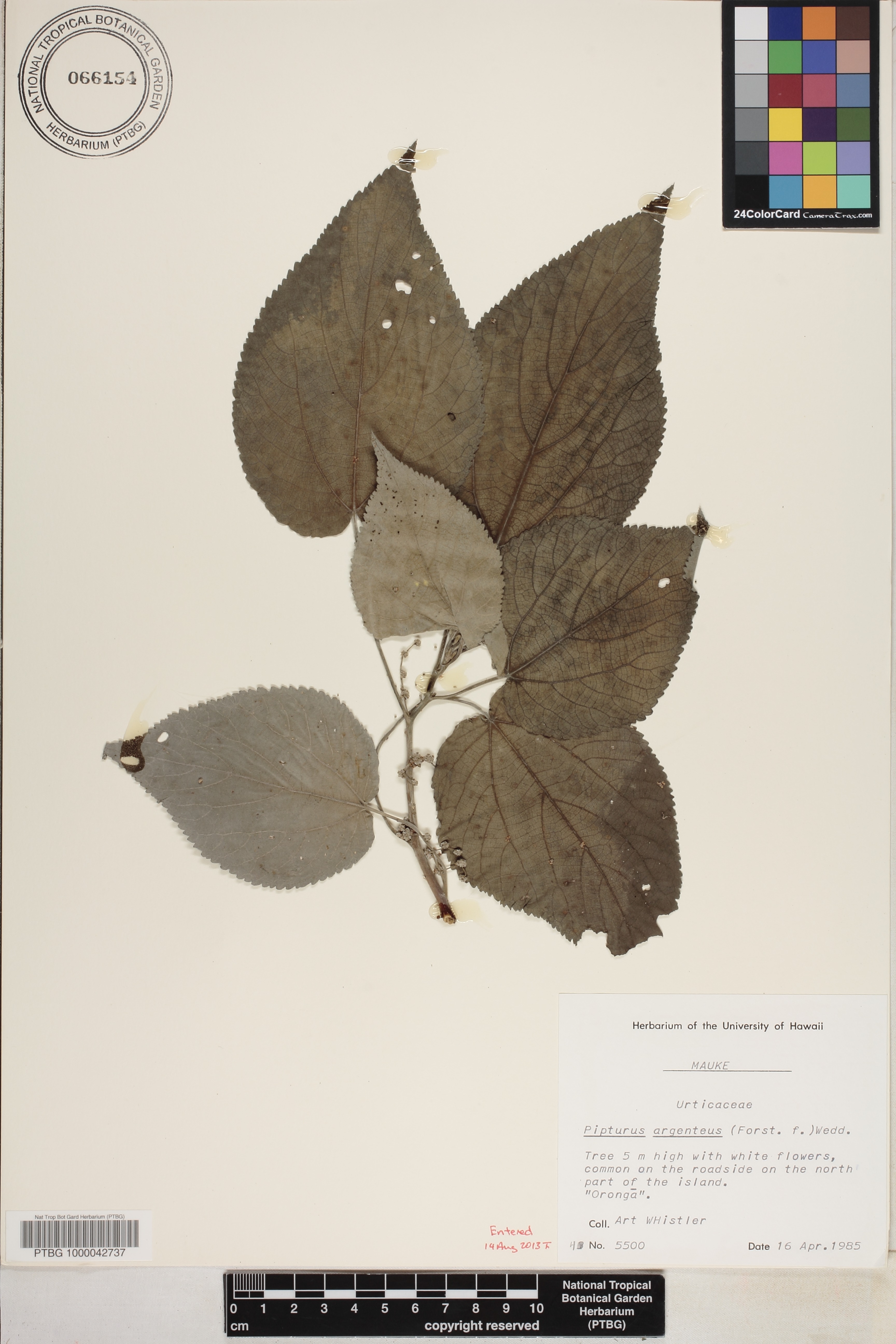 Pipturus argenteus image