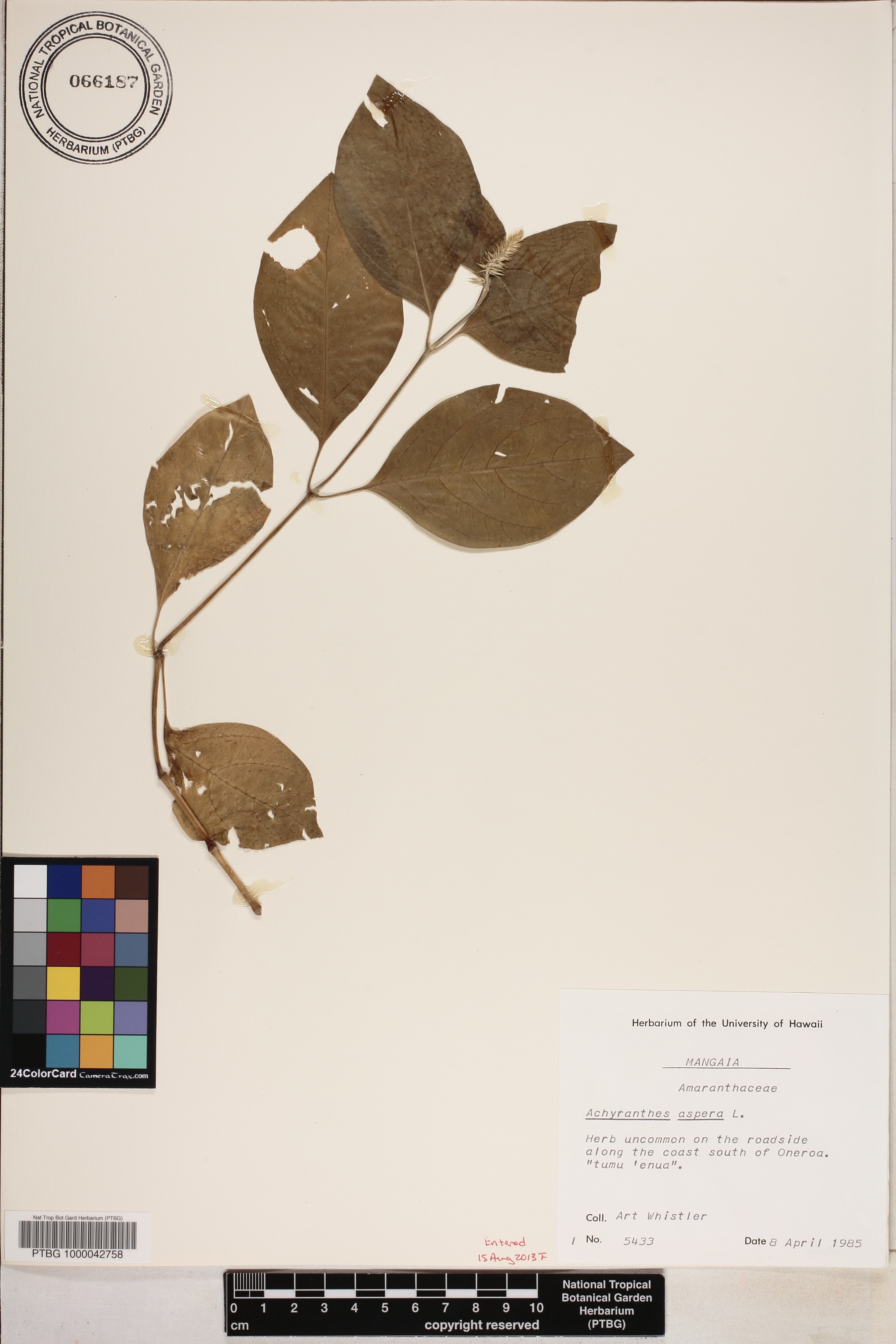 Achyranthes aspera image