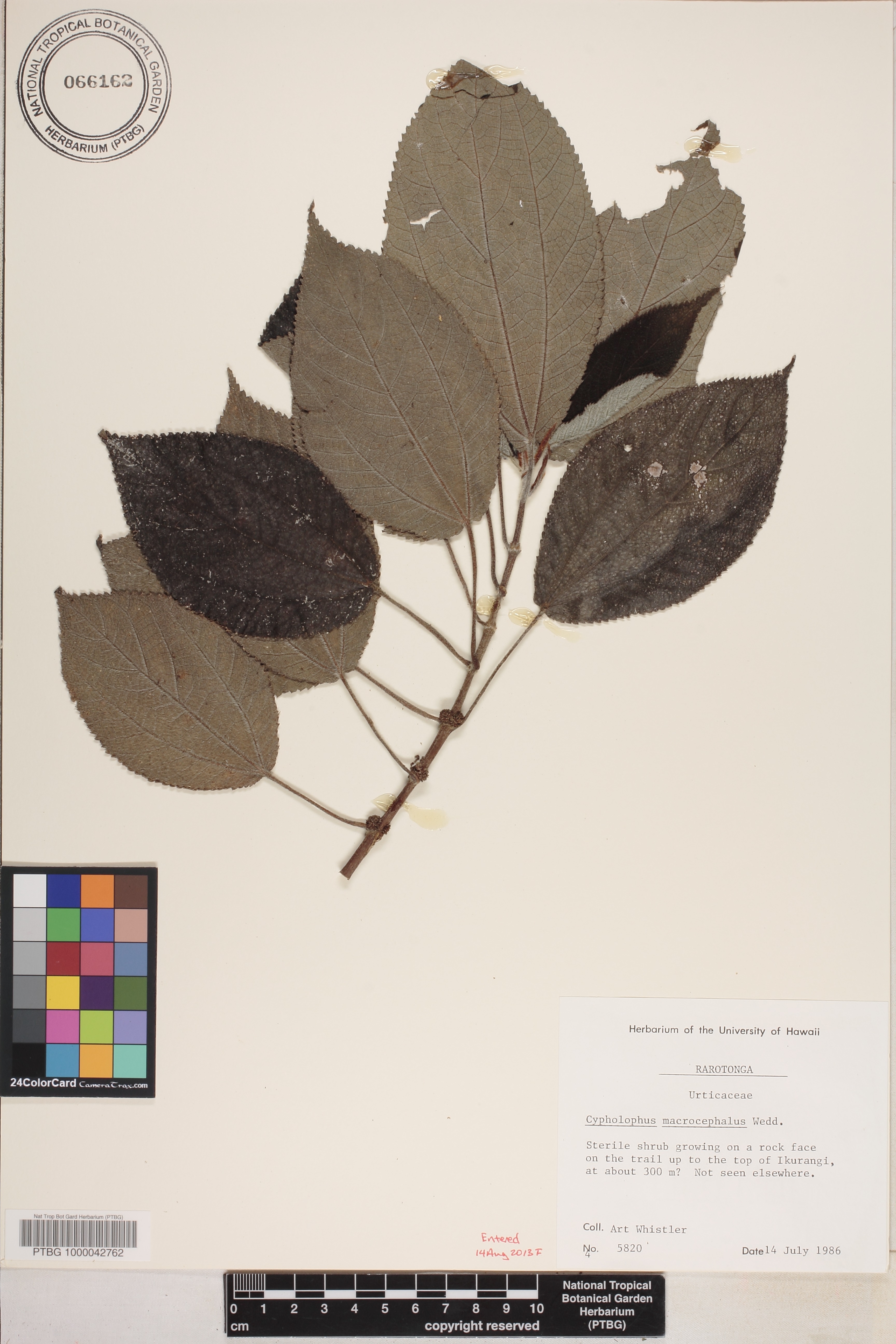 Cypholophus image