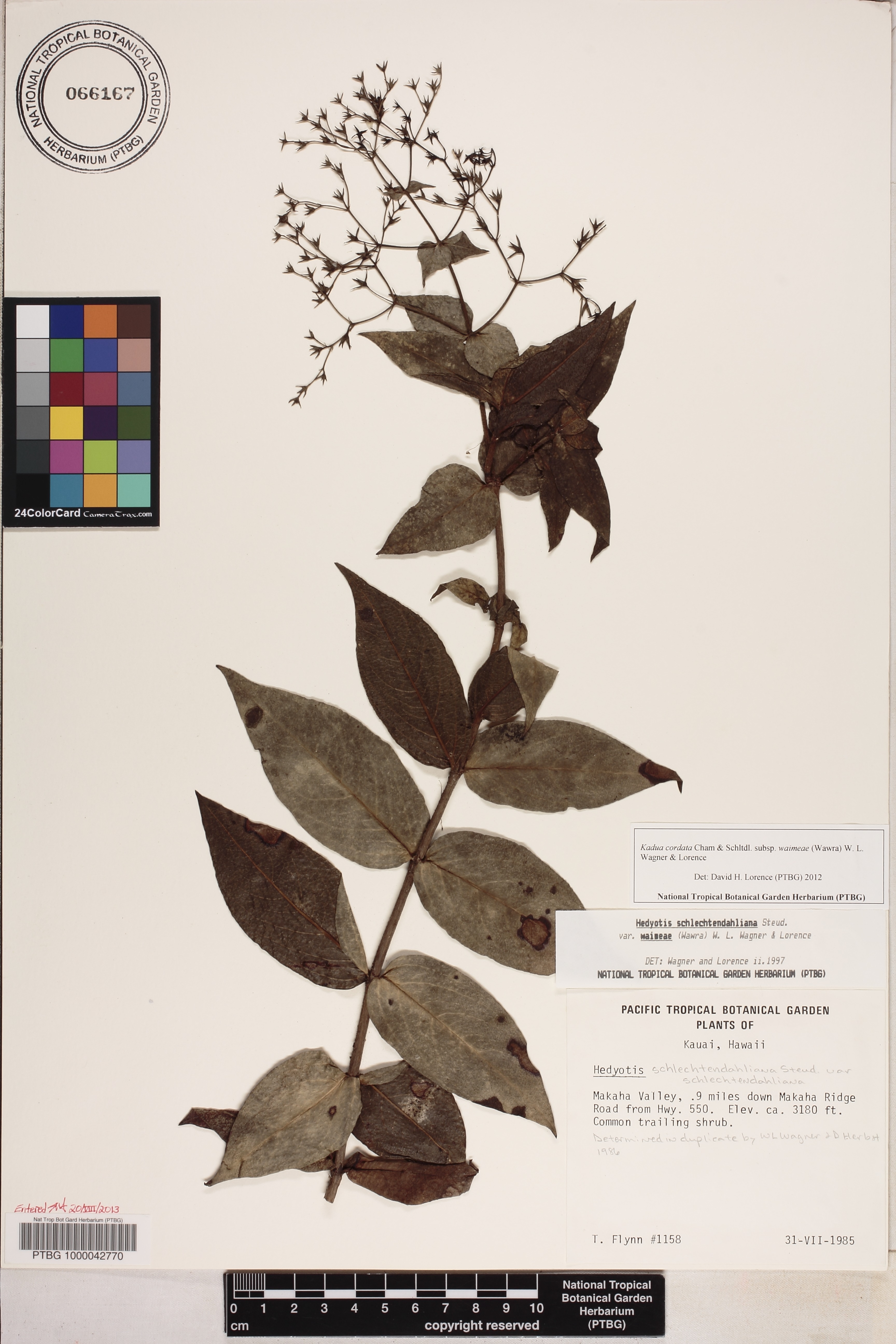 Kadua cordata image