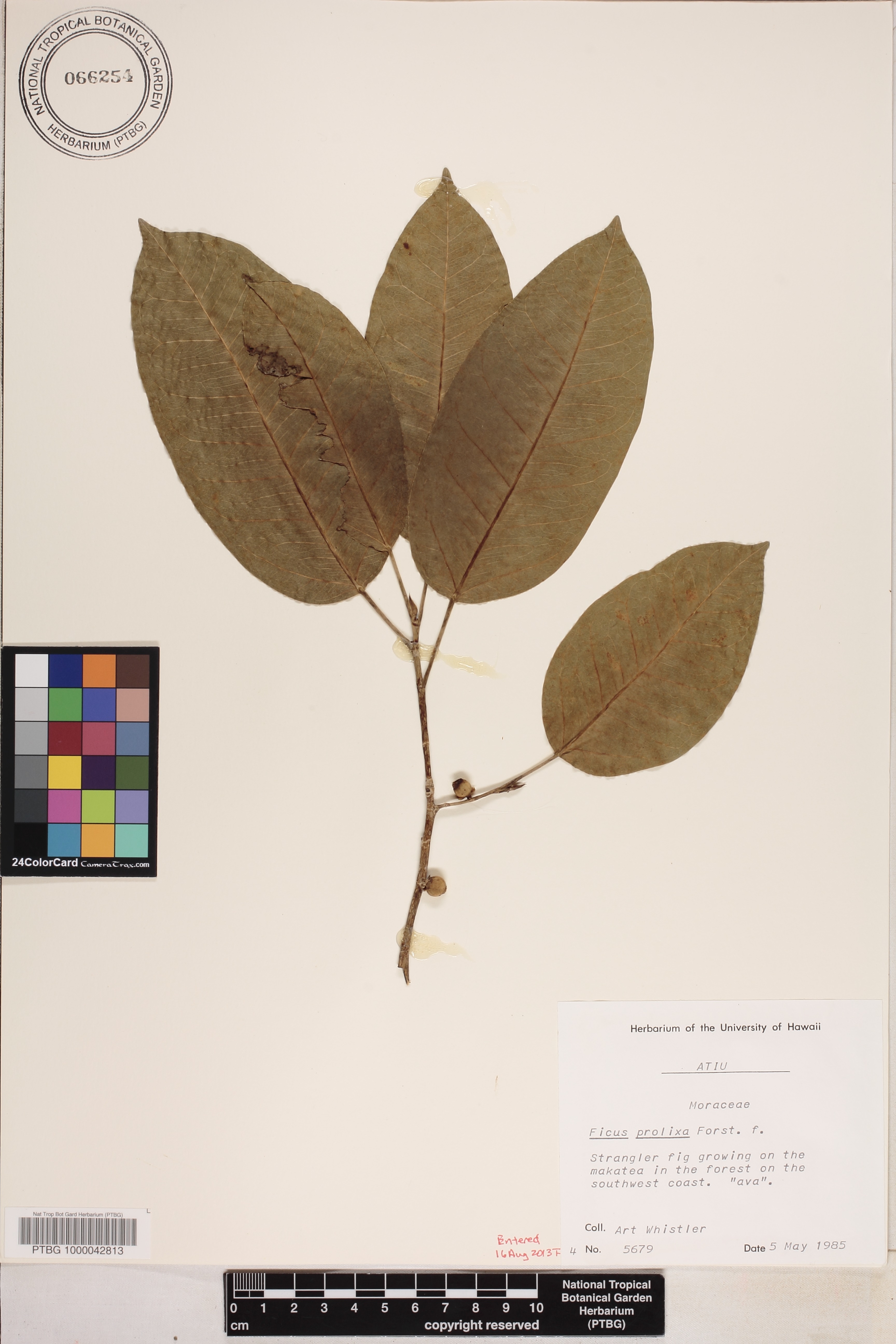 Ficus prolixa image