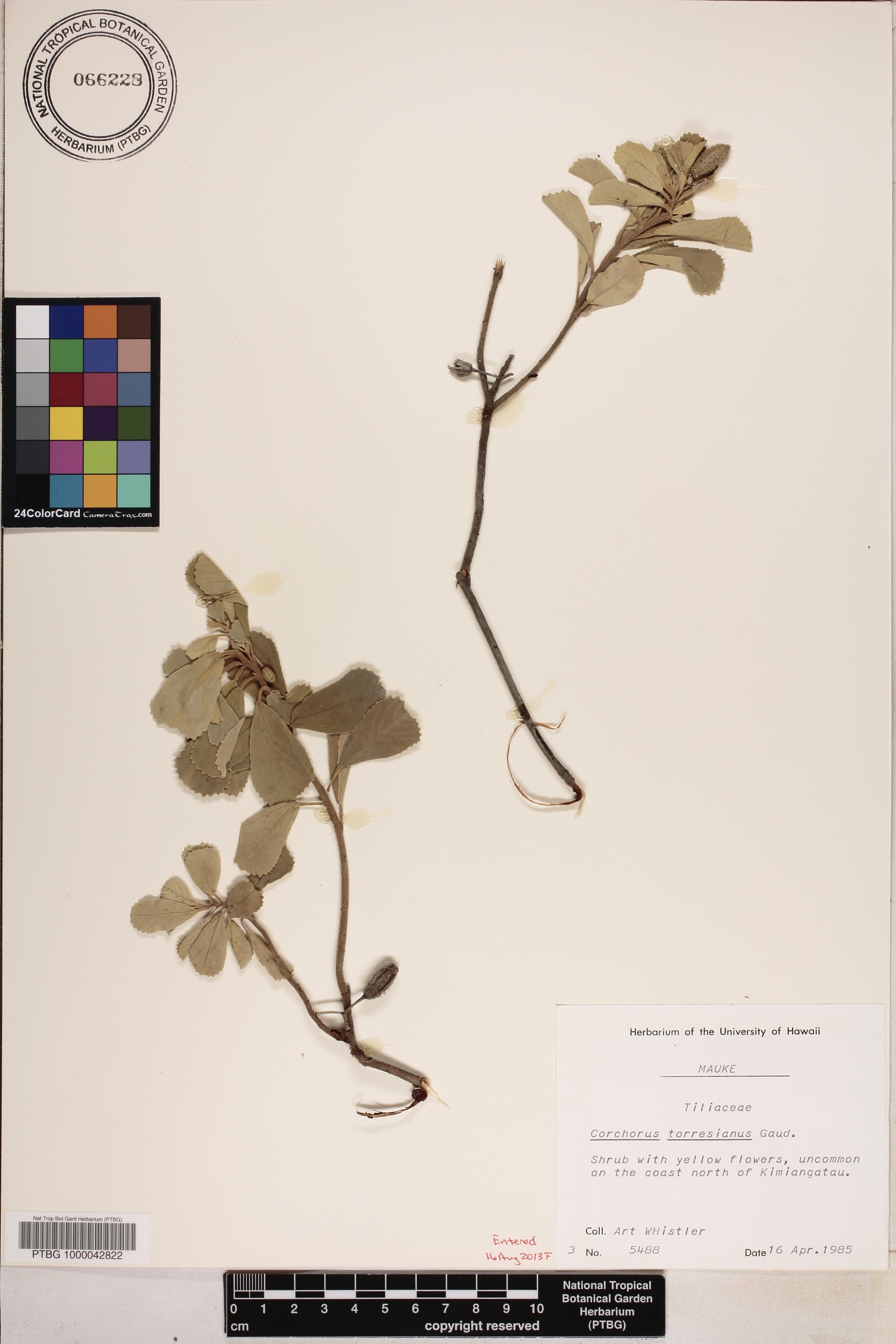 Corchorus image