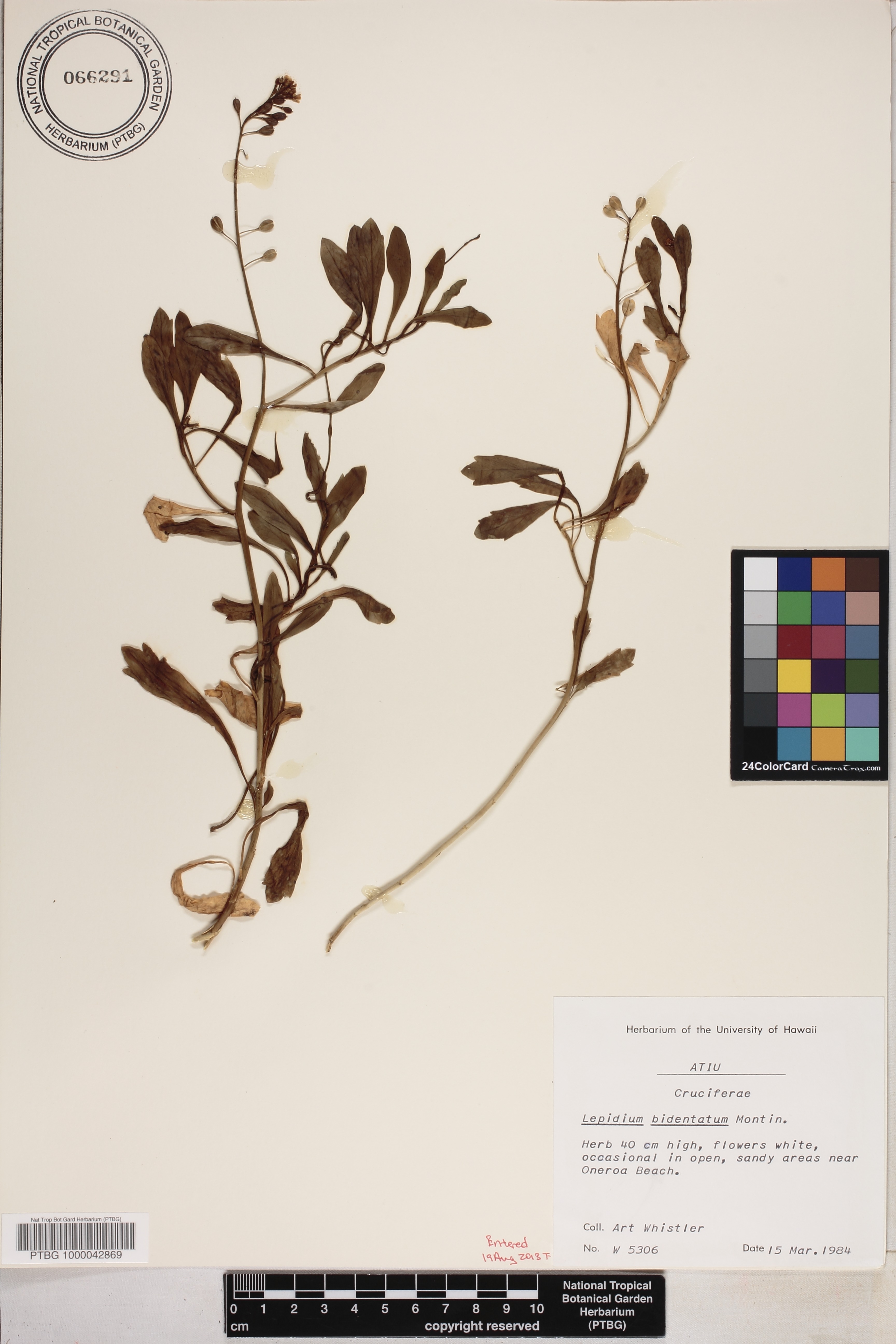 Lepidium bidentatum image