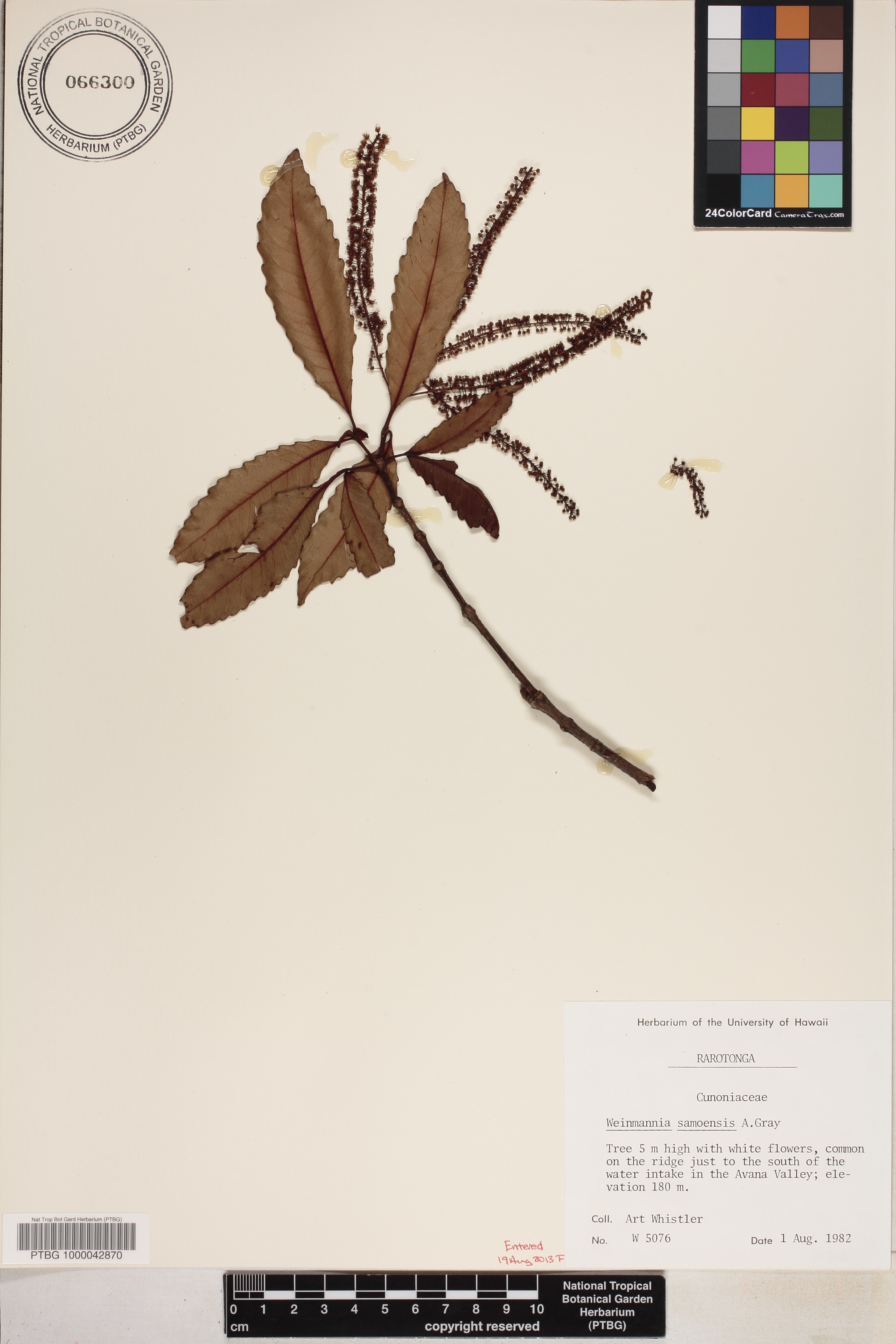 Pterophylla samoensis image