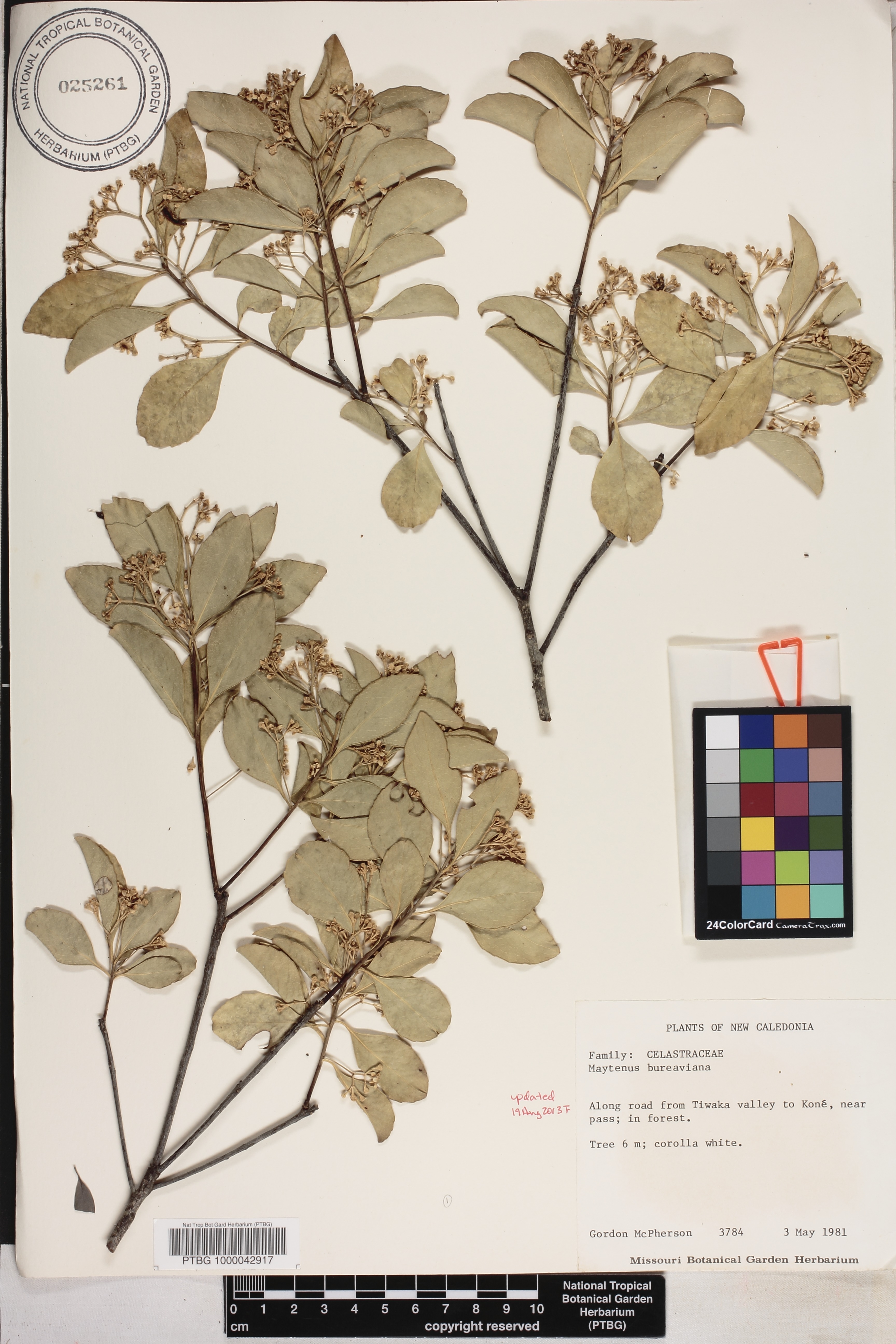 Denhamia fournieri image