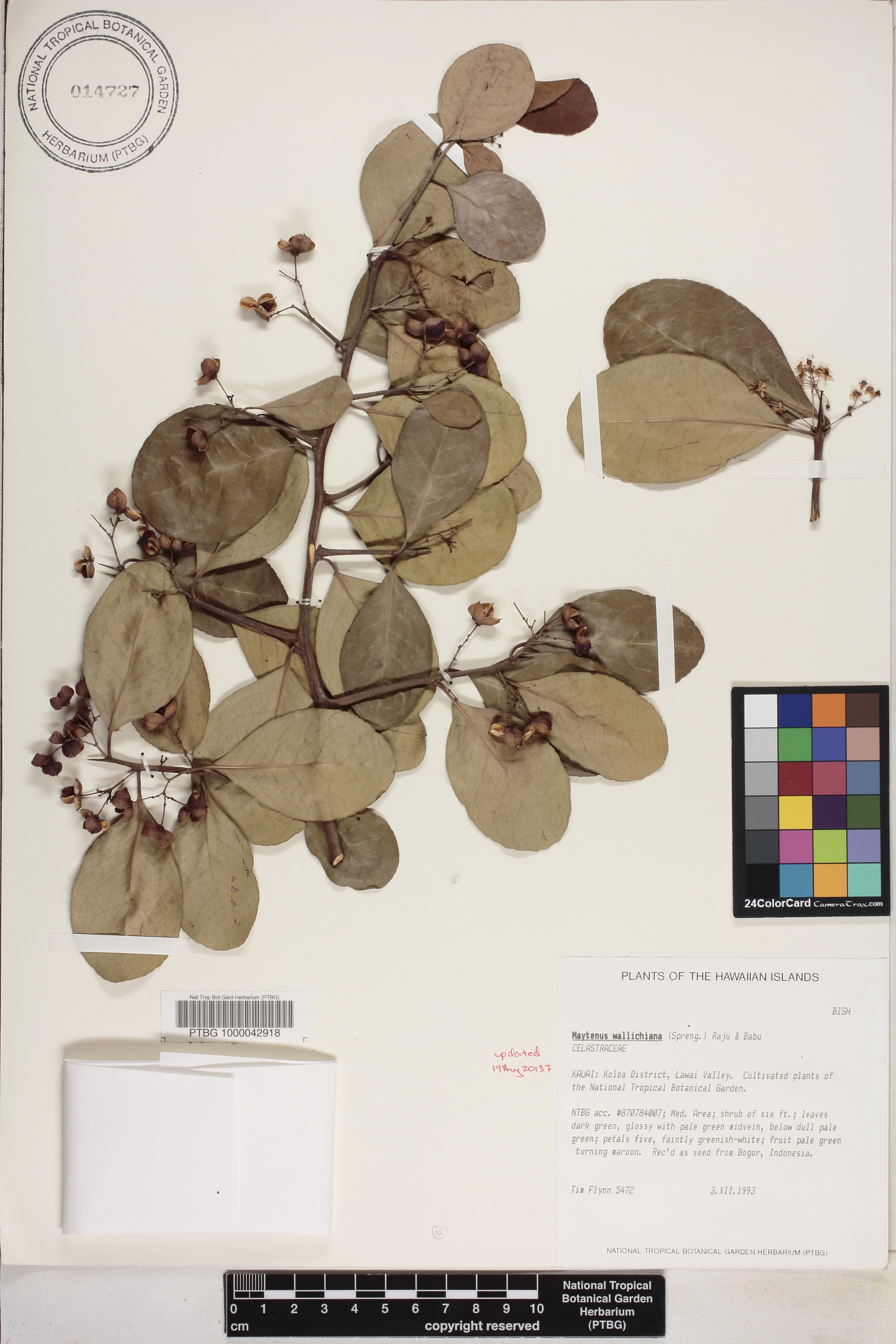 Gymnosporia wallichiana image