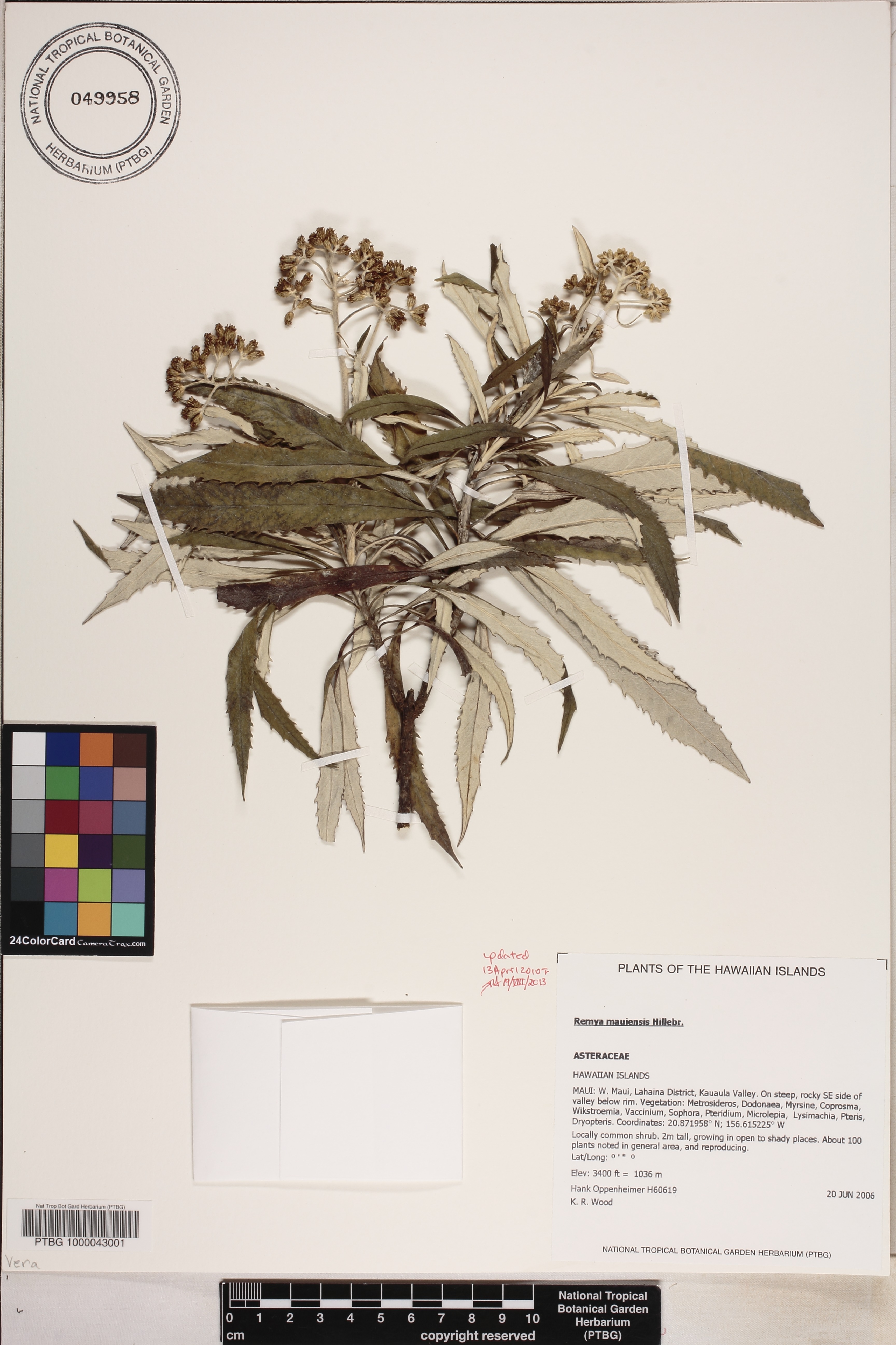 Remya mauiensis image