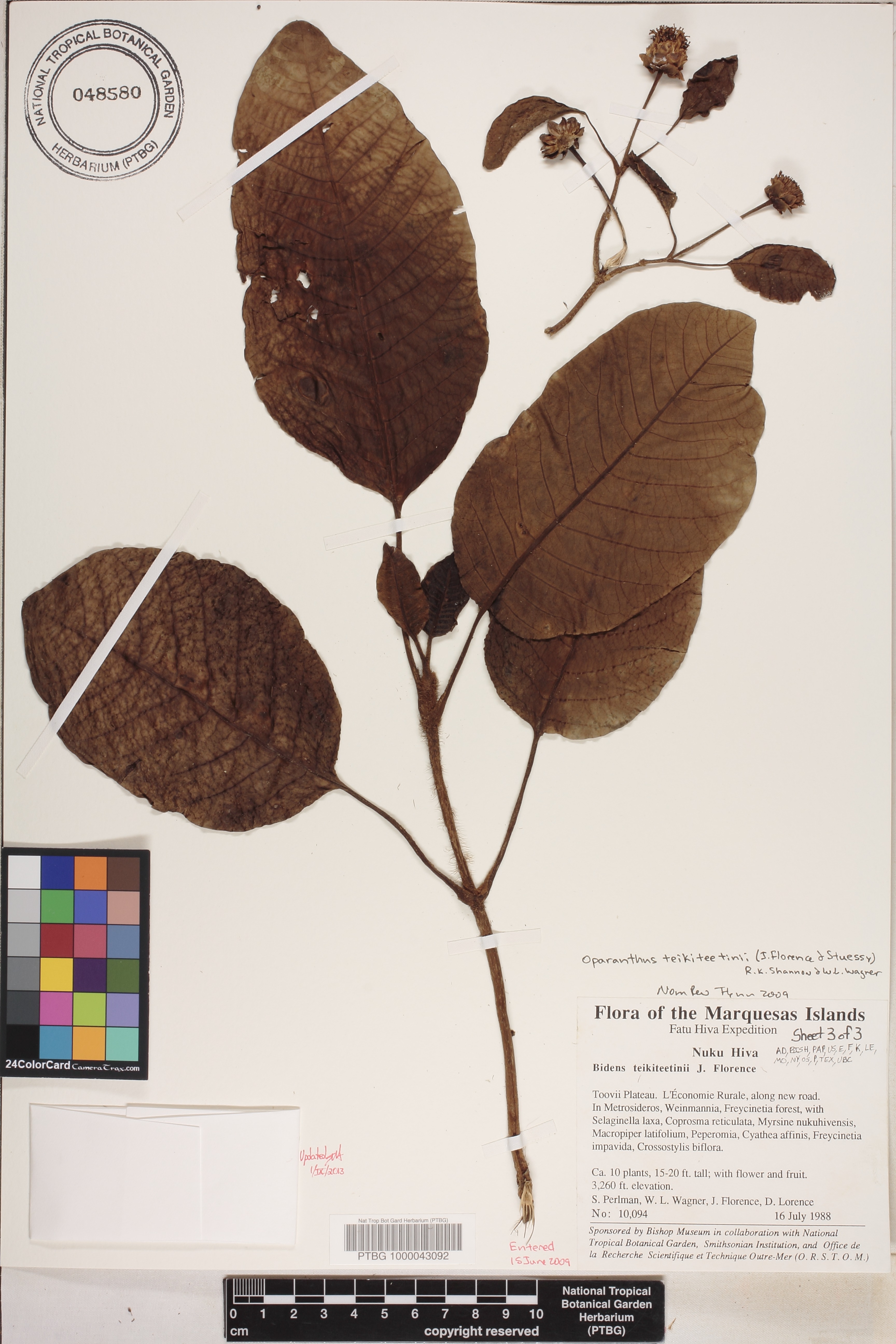 Oparanthus teikiteetinii image
