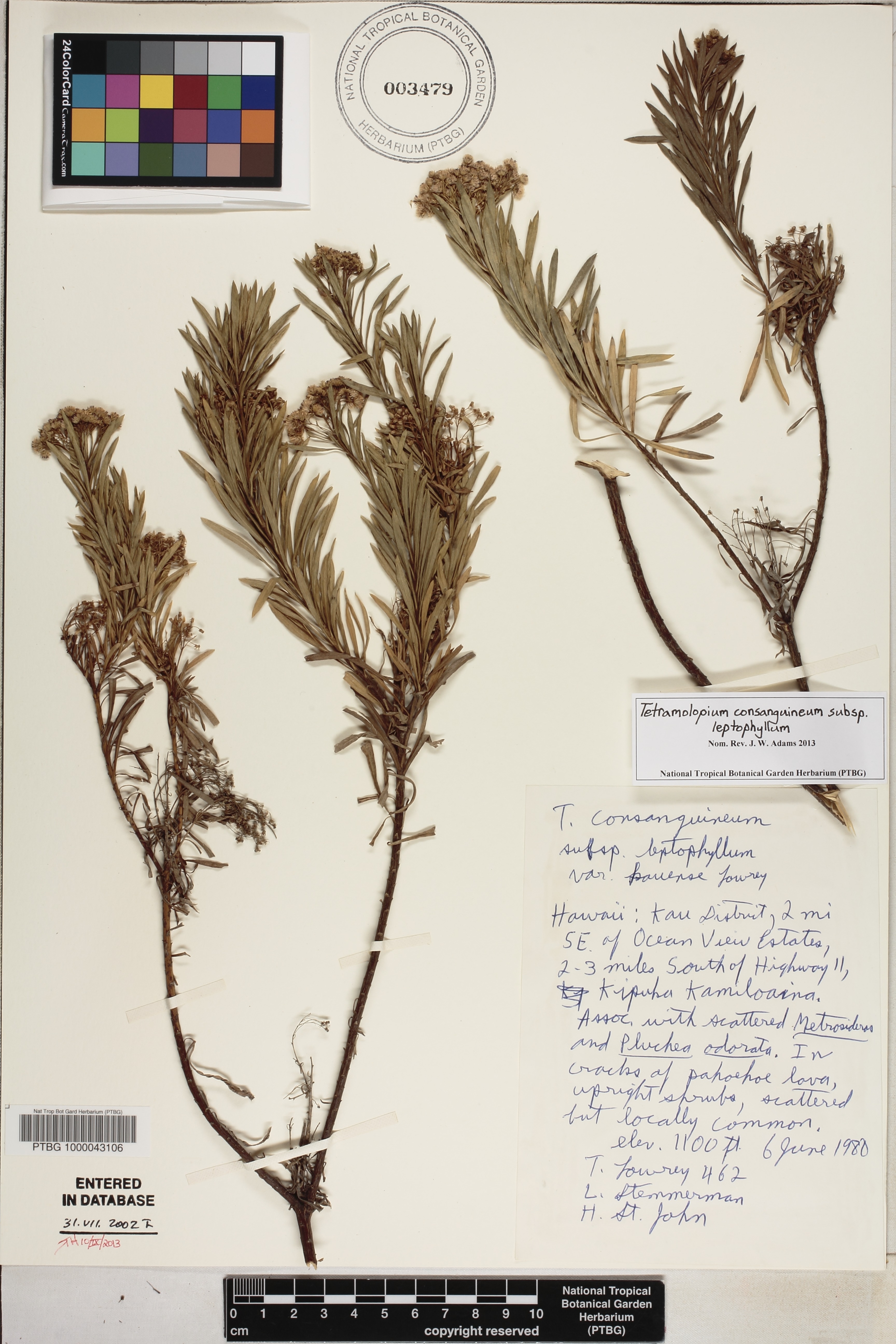 Tetramolopium consanguineum image