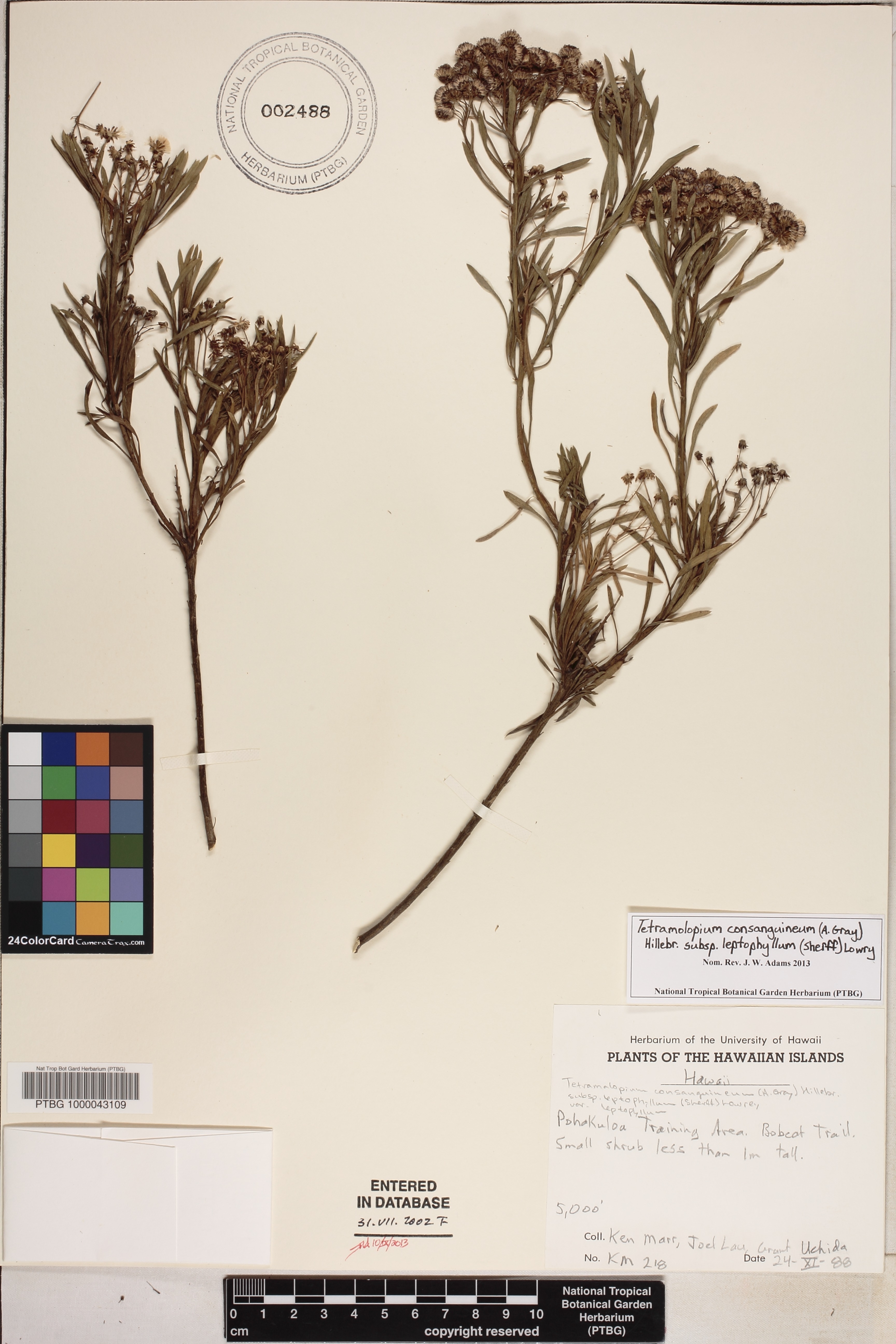 Tetramolopium consanguineum subsp. leptophyllum image