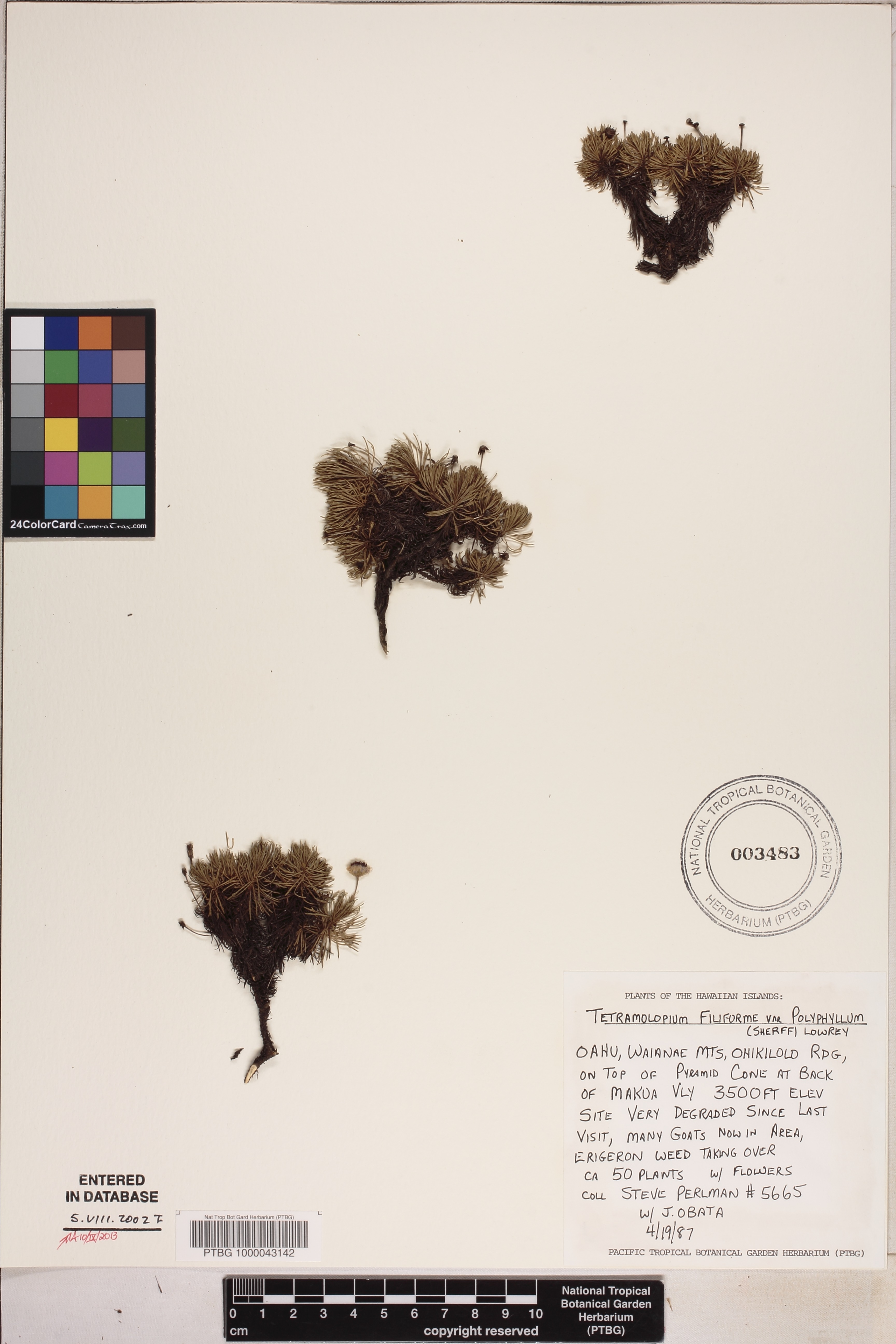 Tetramolopium filiforme image
