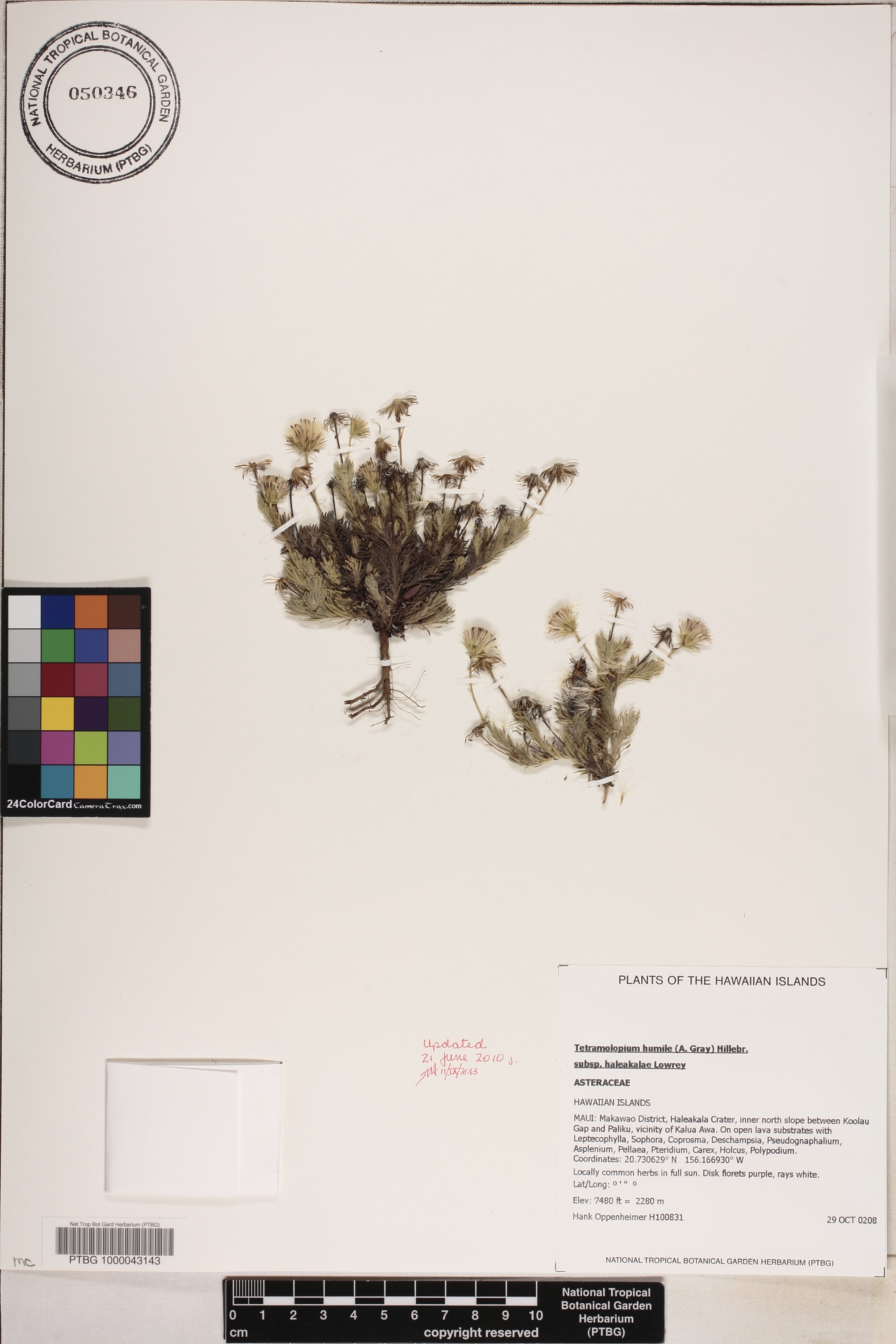 Tetramolopium humile subsp. haleakalae image