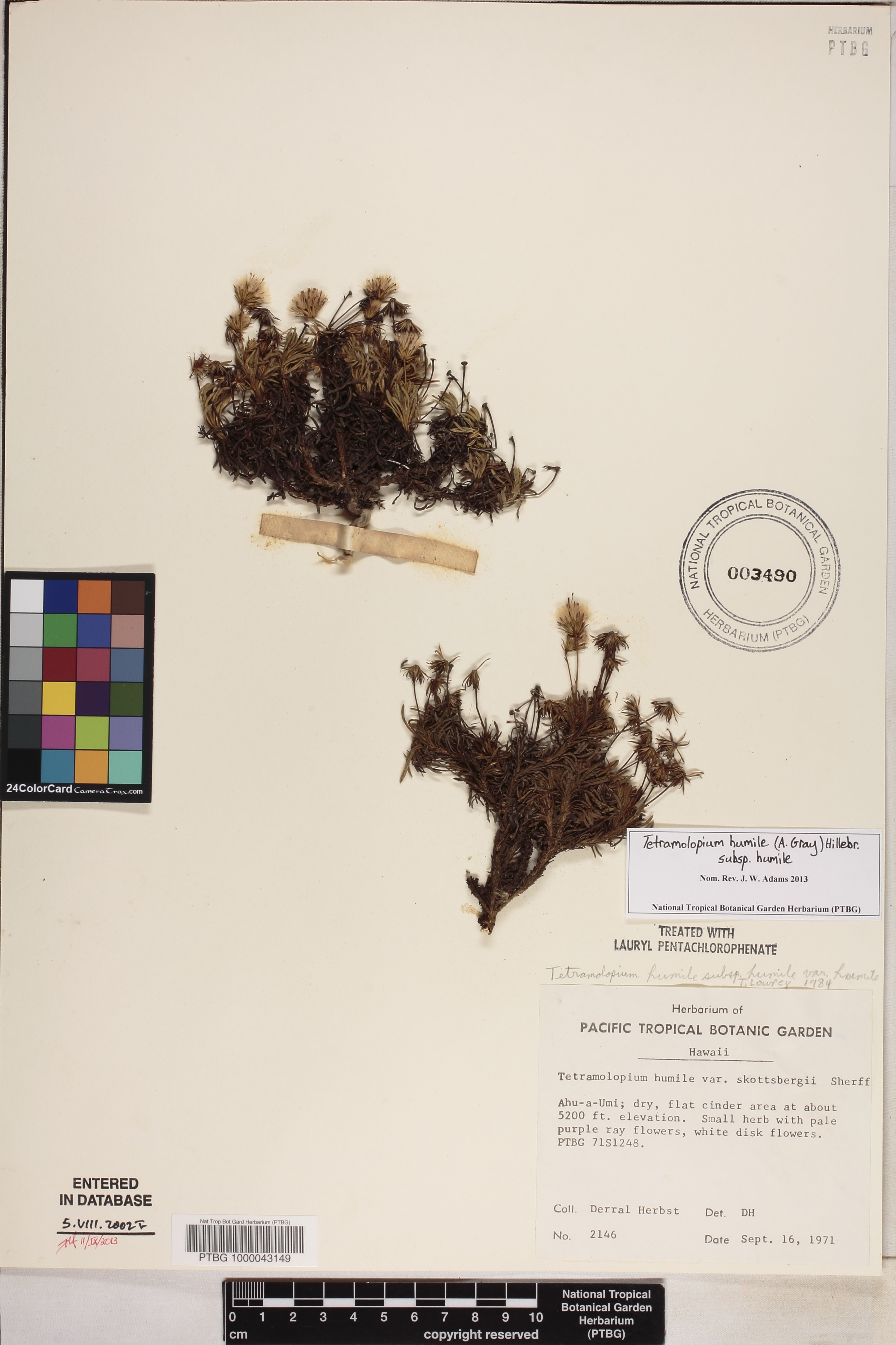 Tetramolopium humile image