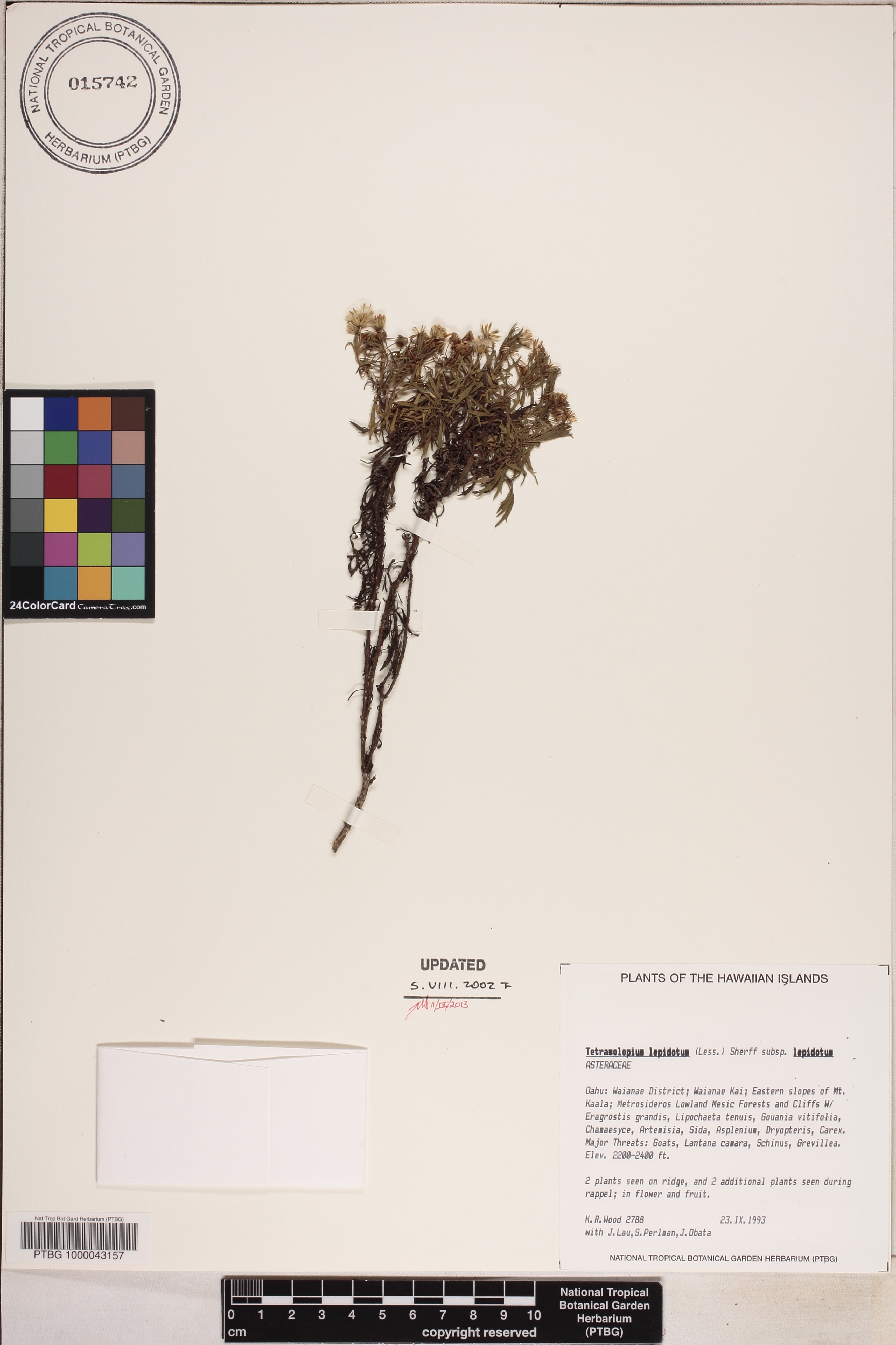 Tetramolopium lepidotum subsp. arbusculum image