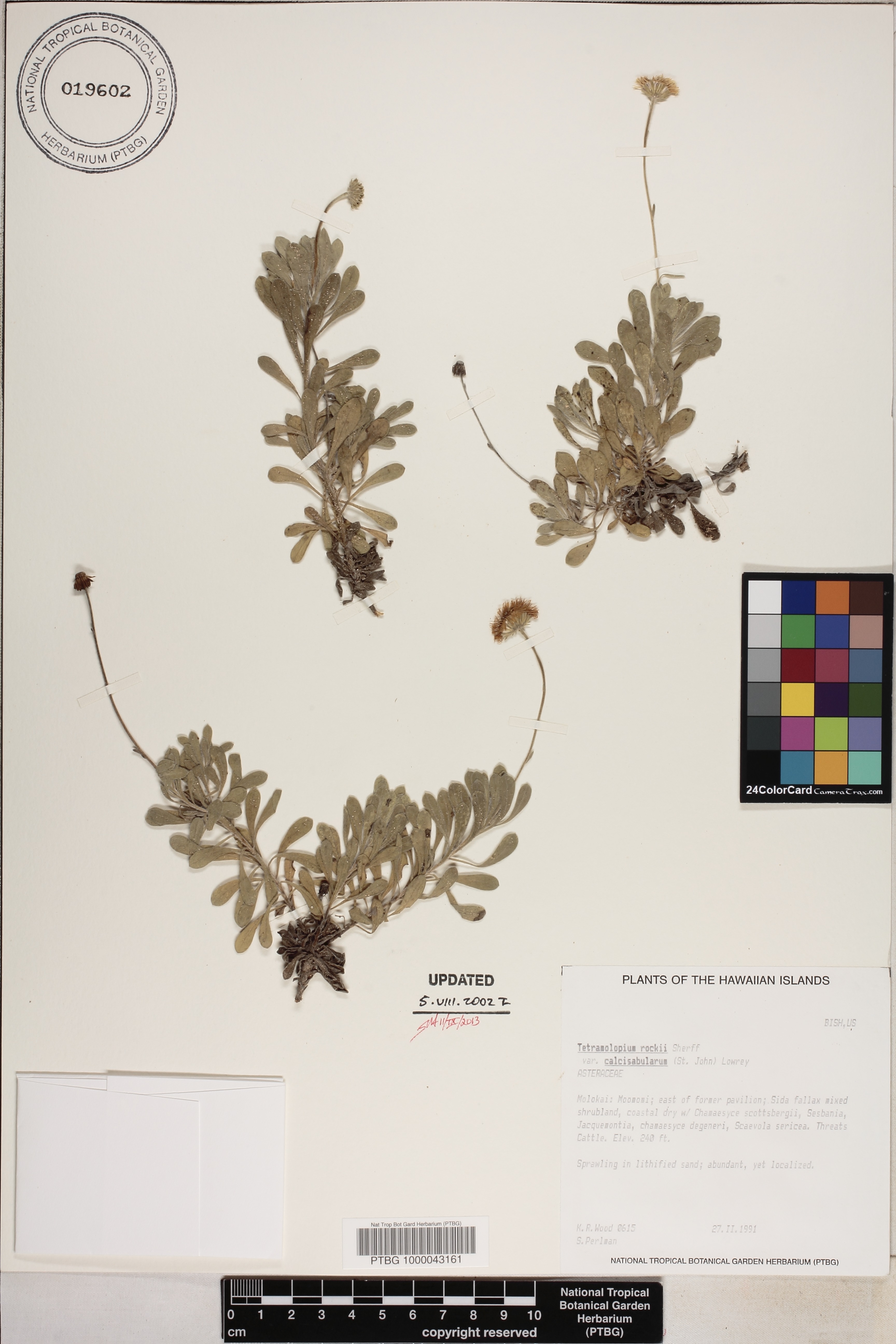 Tetramolopium image