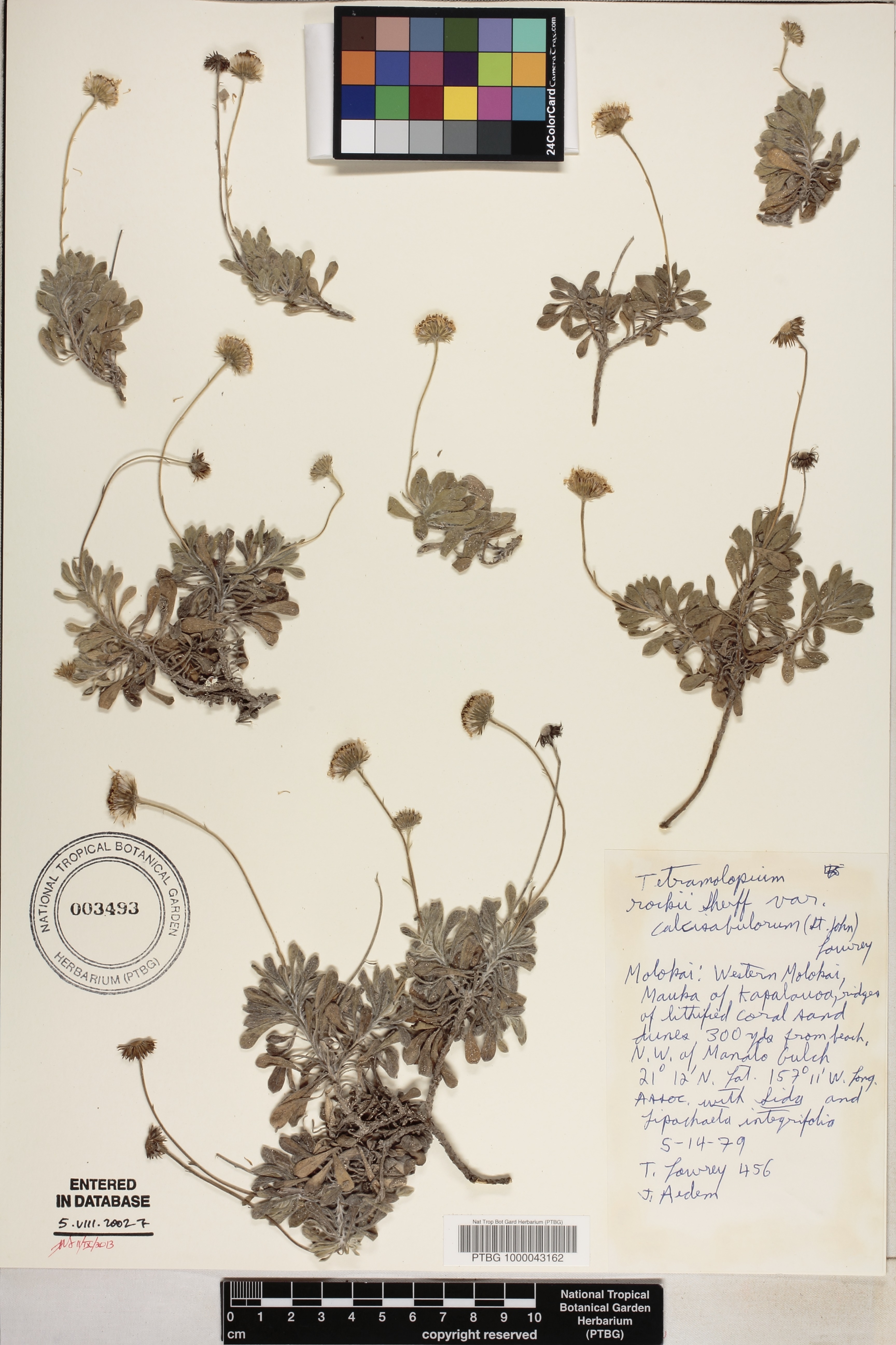 Tetramolopium rockii var. calcisabulorum image