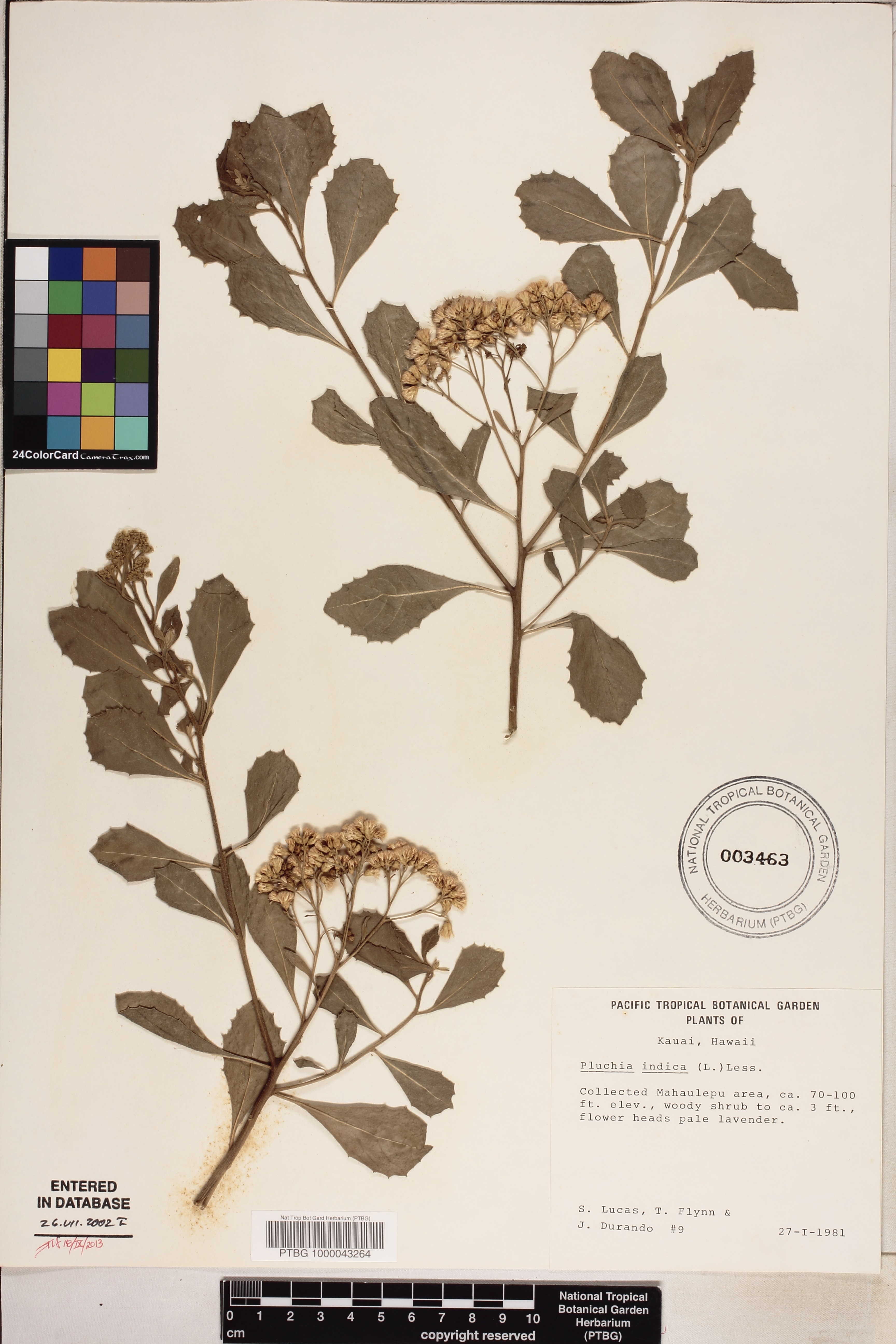 Pluchea indica image