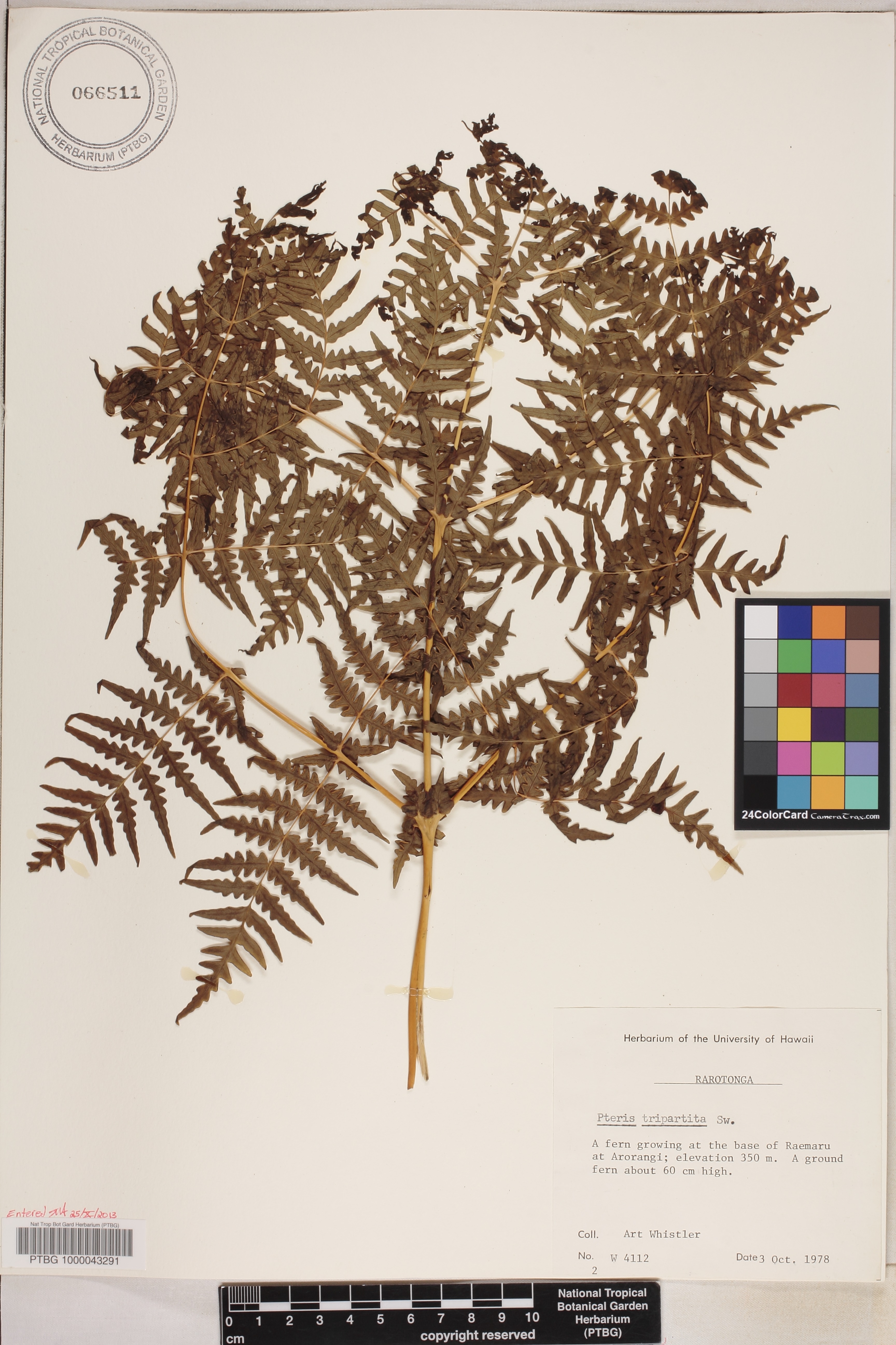 Pteris tripartita image