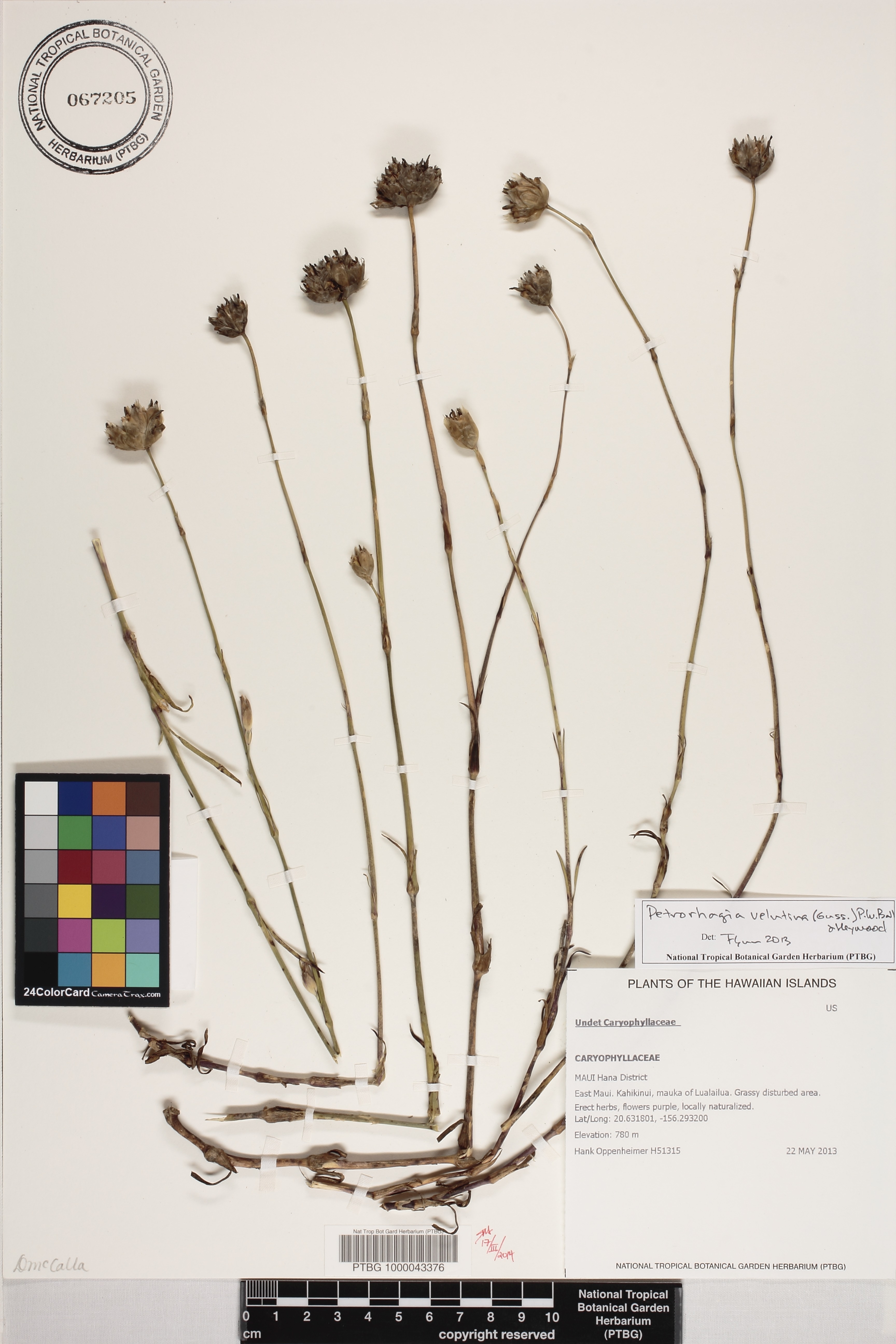 Petrorhagia image