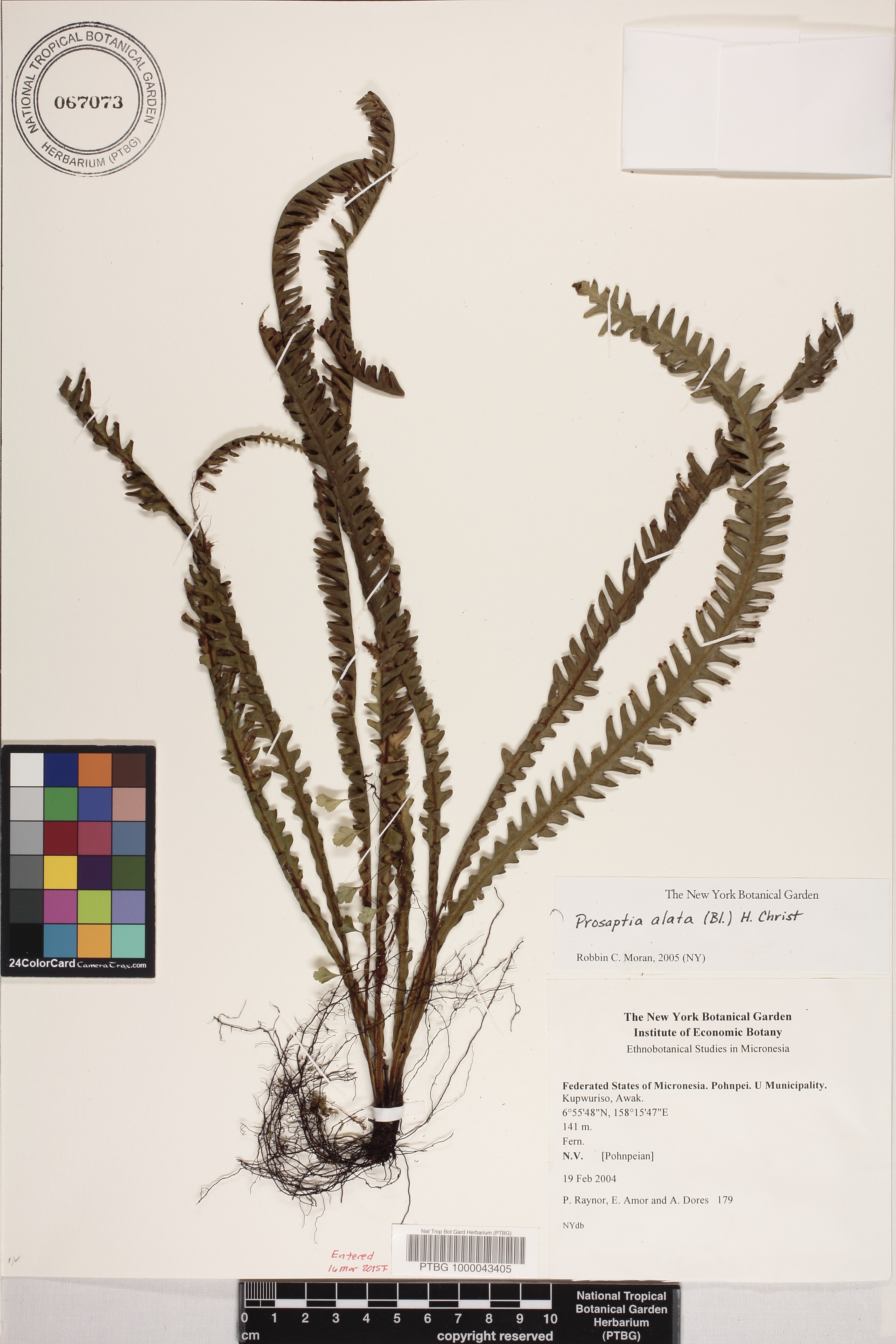 Prosaptia image