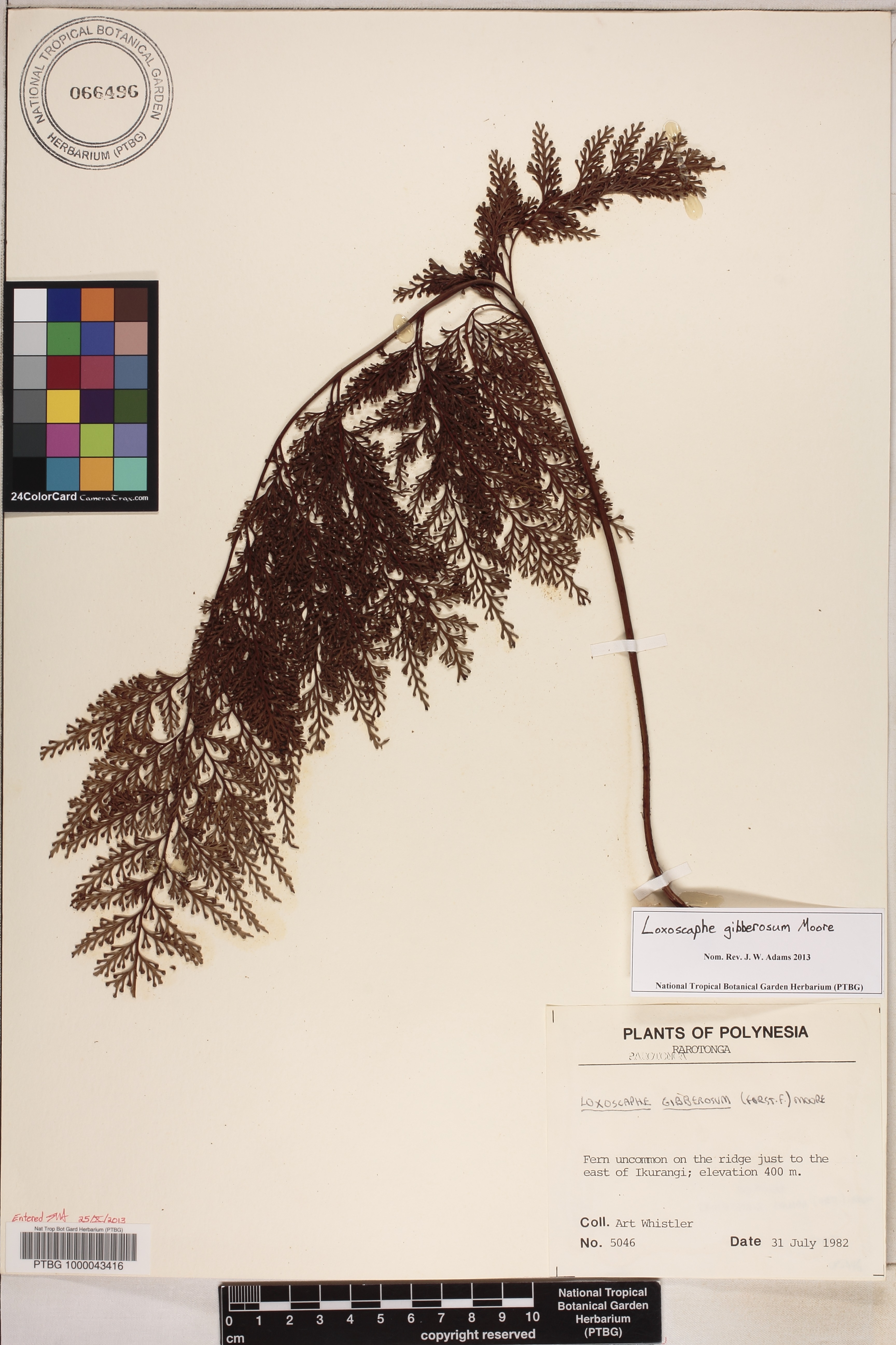 Asplenium gibberosum image