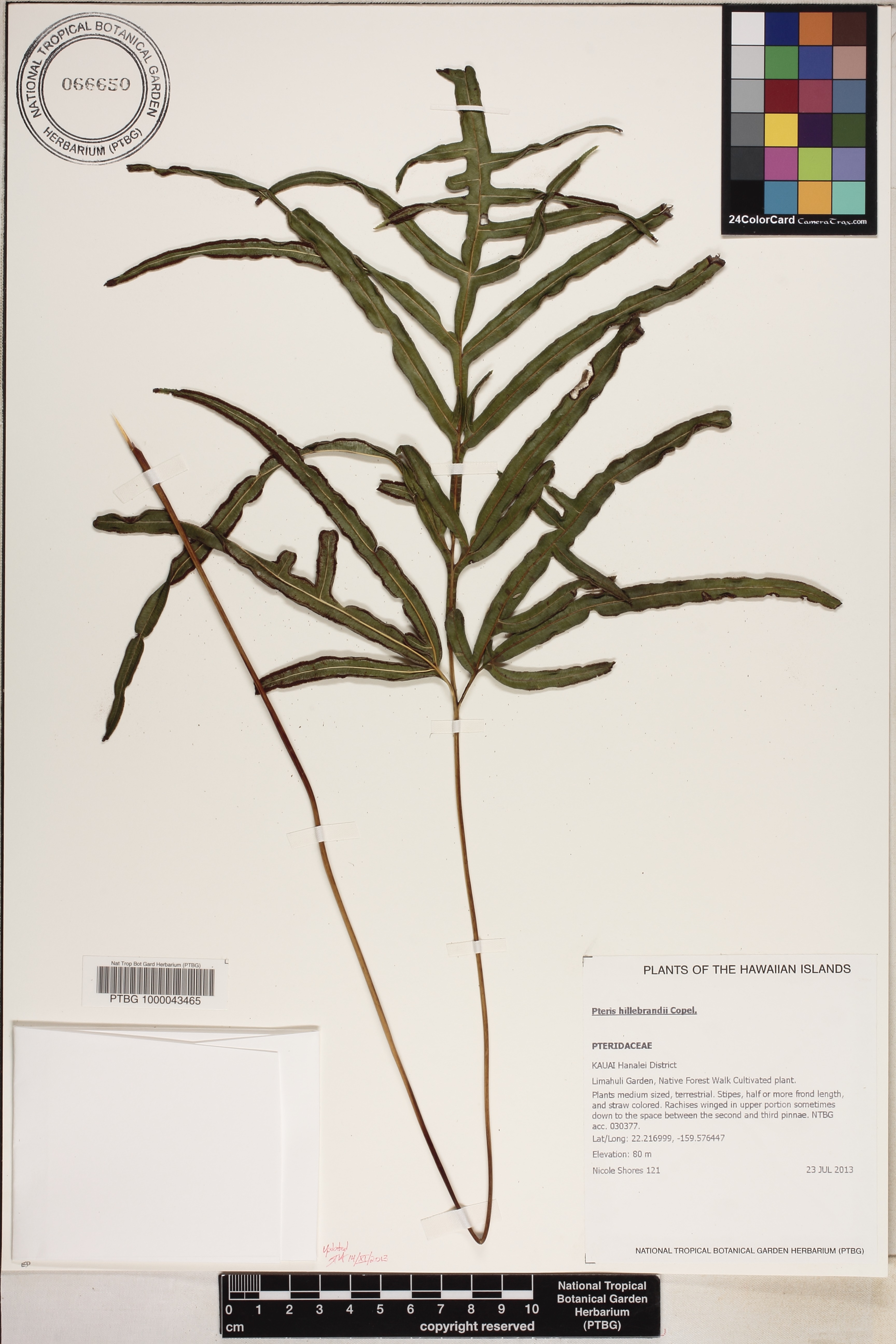 Pteris hillebrandii image