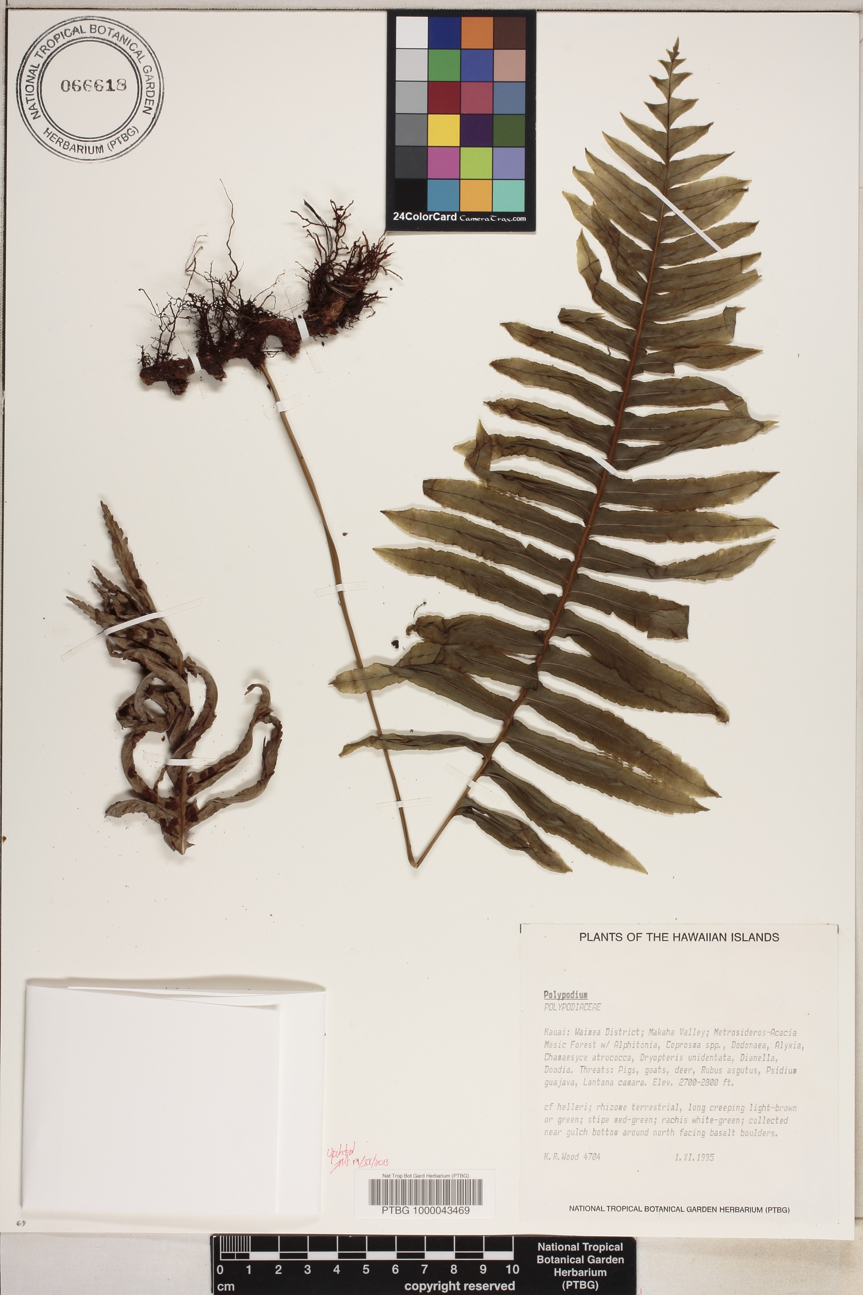 Polypodium pellucidum var. acuminatum image